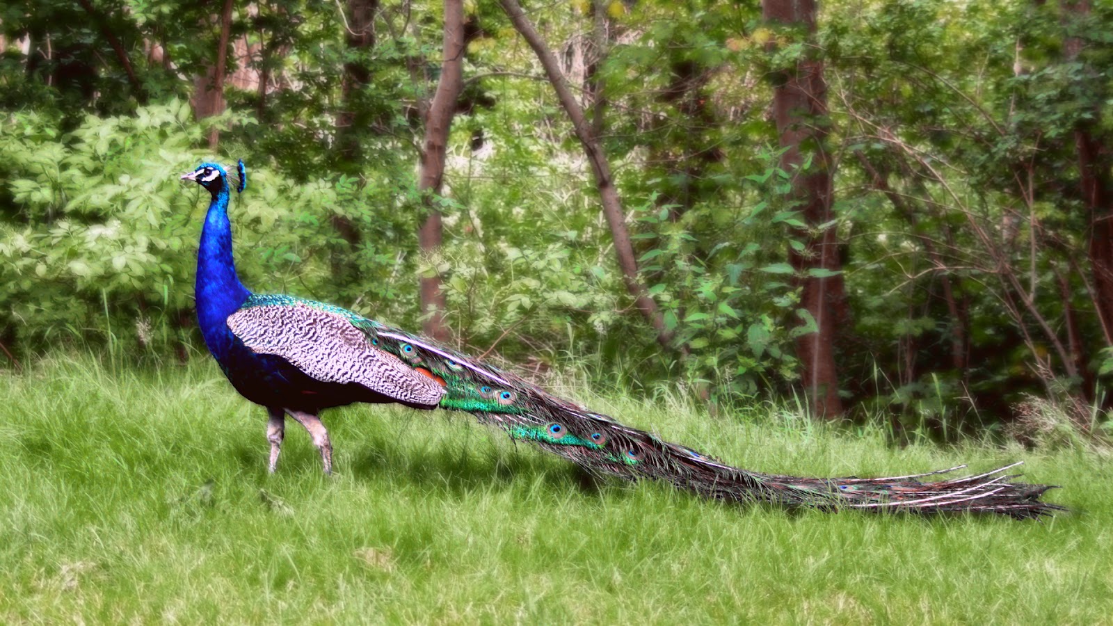 desktop hd peacock bird image