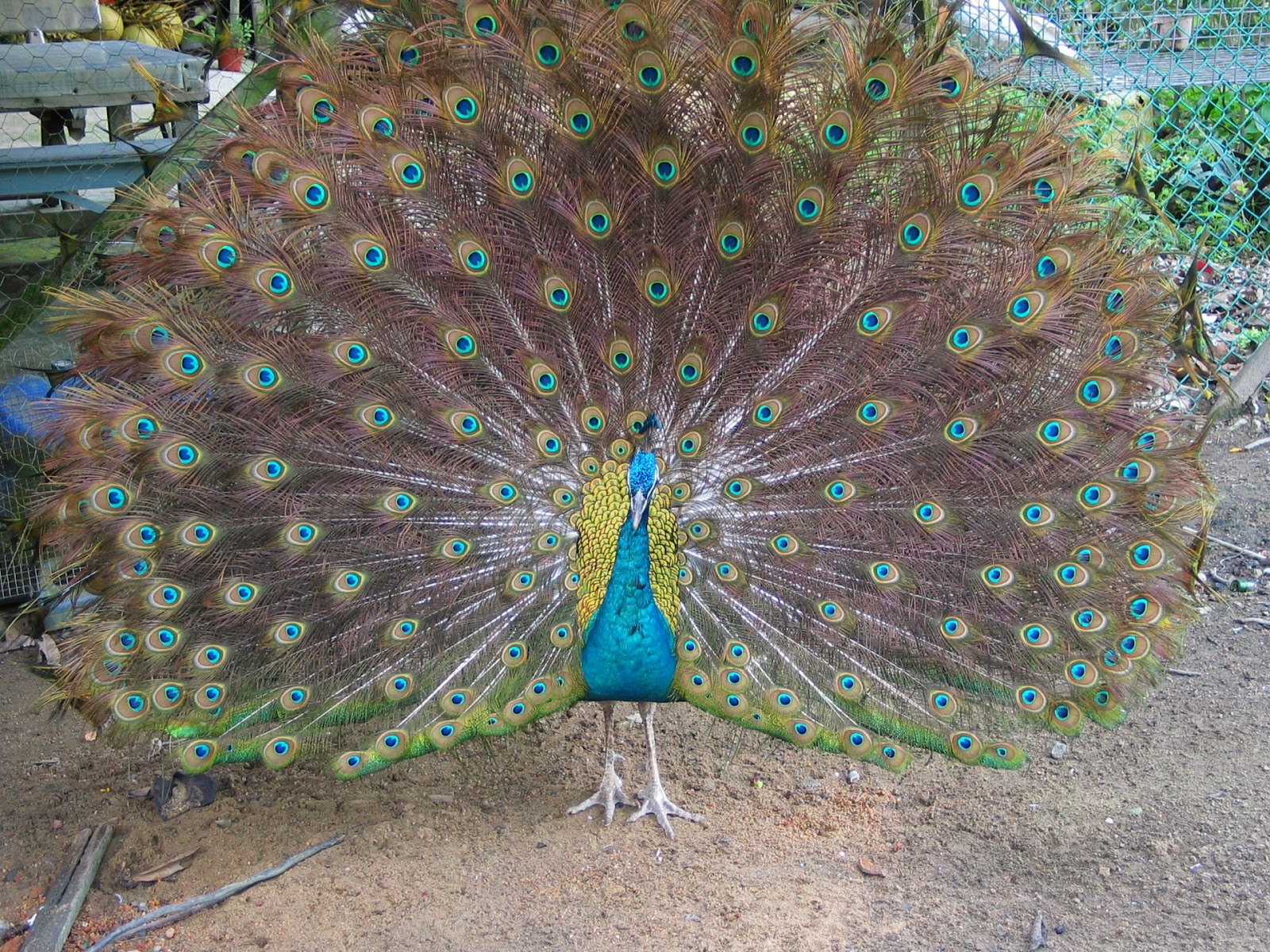 desktop hd wallpaper peacock bird