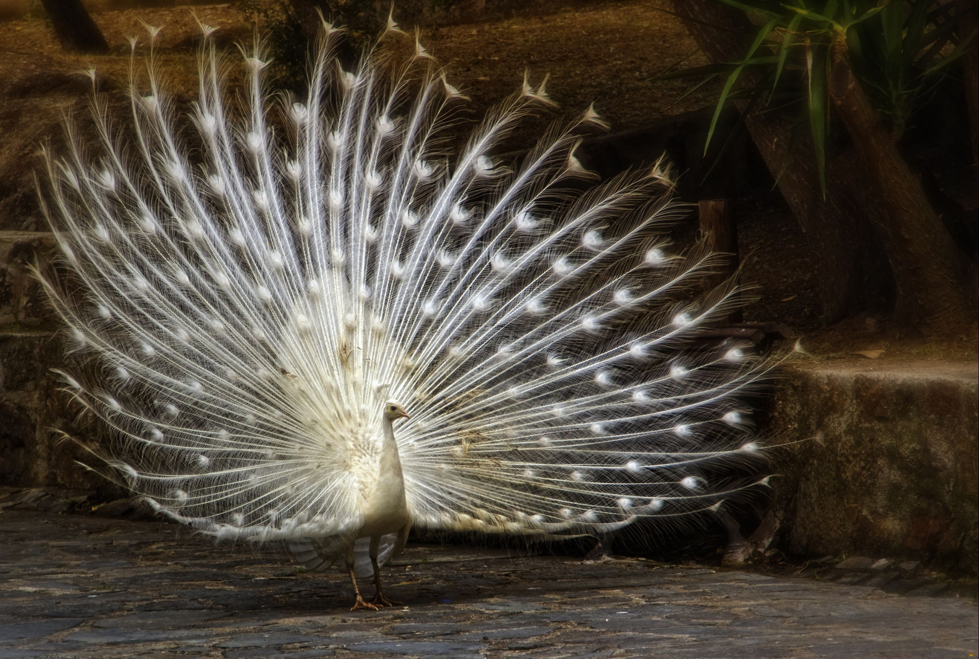 desktop hd white peacock bird photos