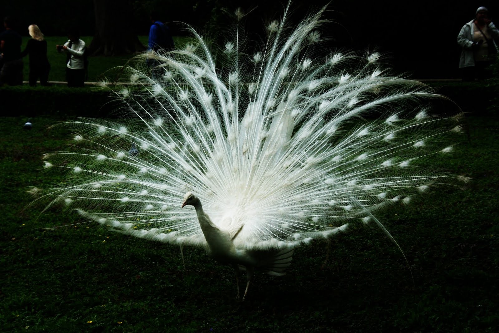 desktop image of peacock bird wallpaper