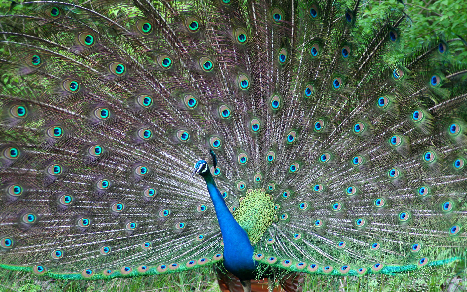 desktop peacock bird images