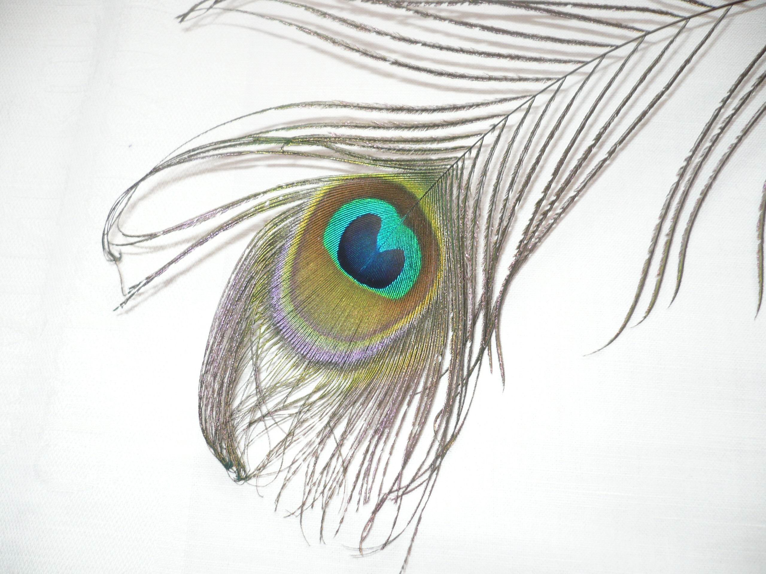 desktop pics of a peacock bird