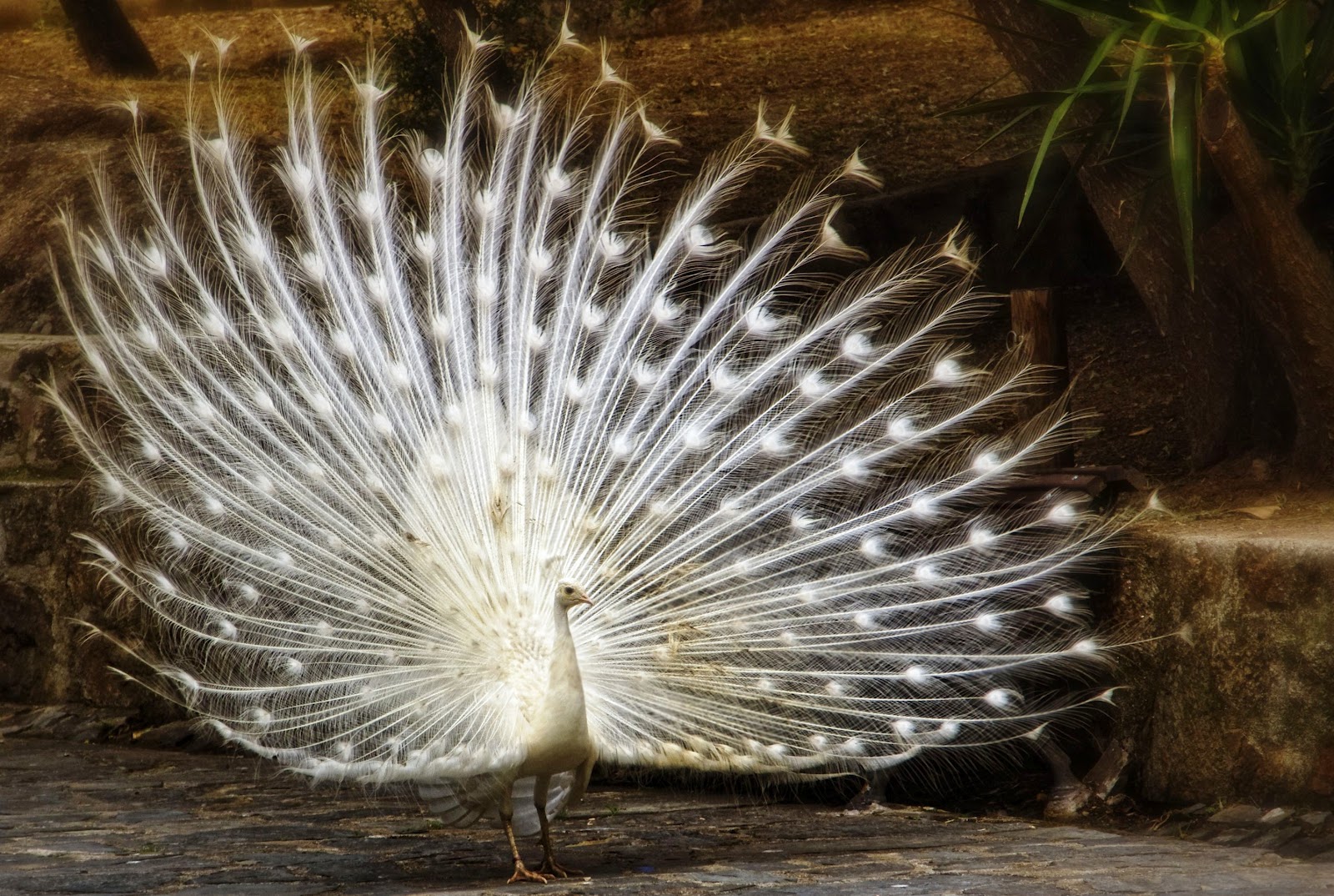 desktop pics of peacock bird wallpaper