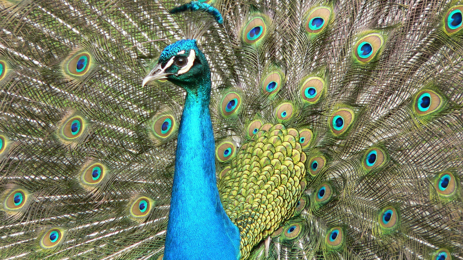 desktop picture of a peacock bird dowload