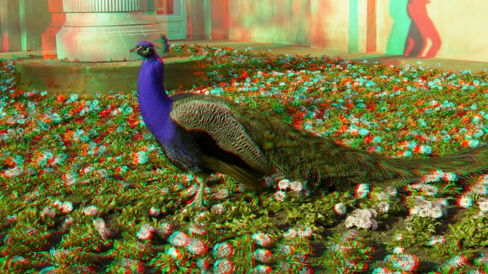desktop pictures of a peacock bird