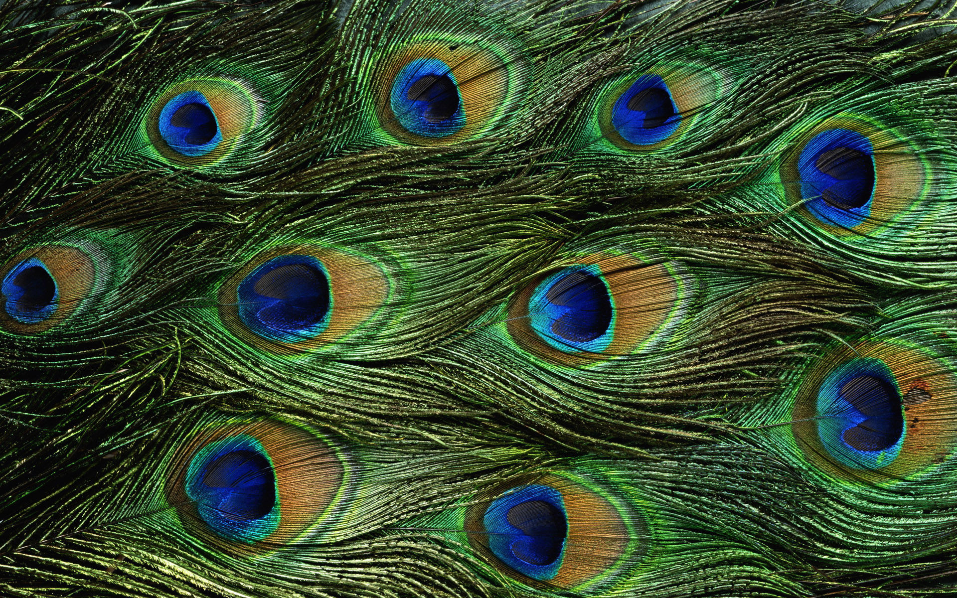 hd peacock bird pictures free