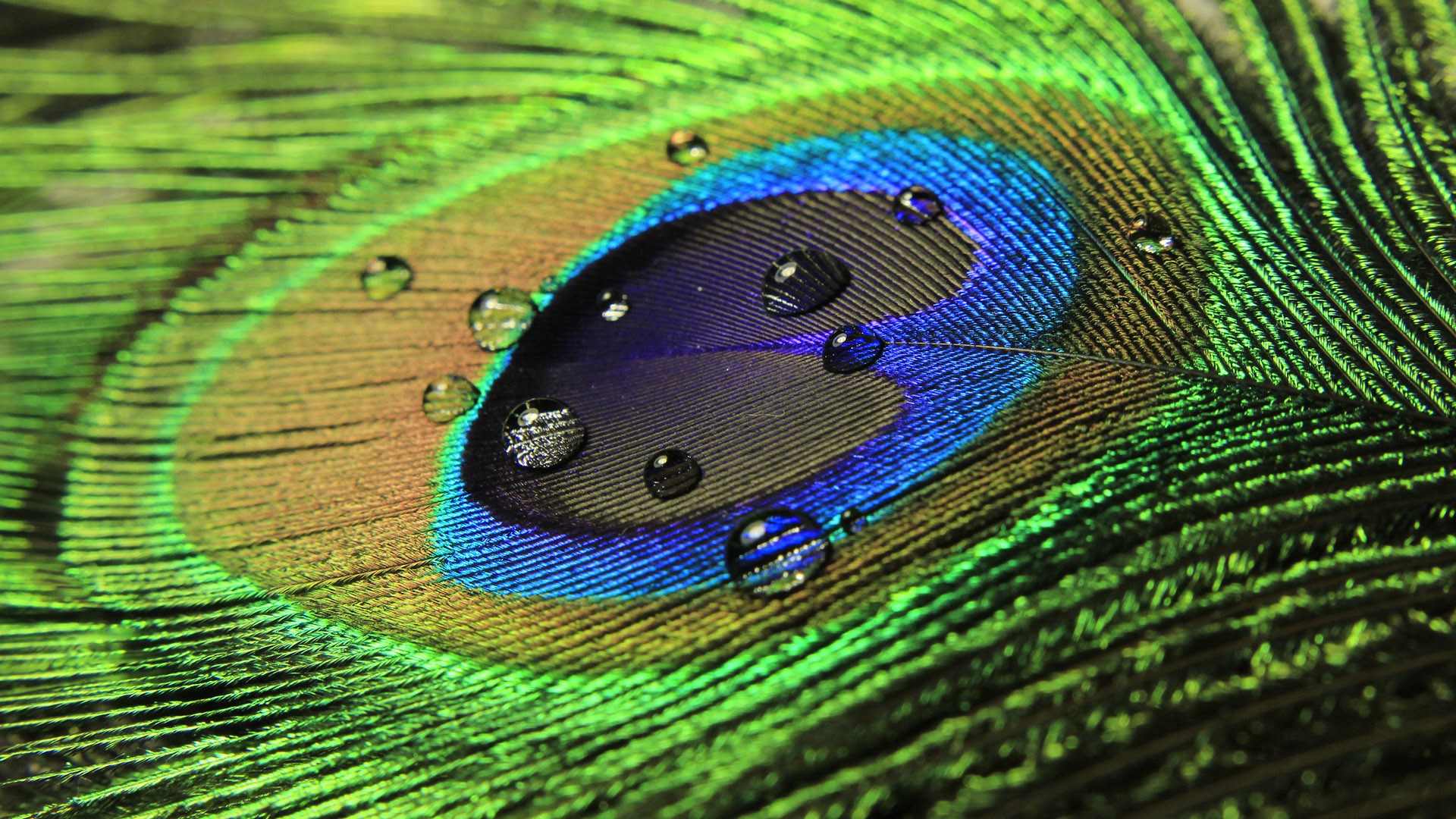 peacock bird pictures free