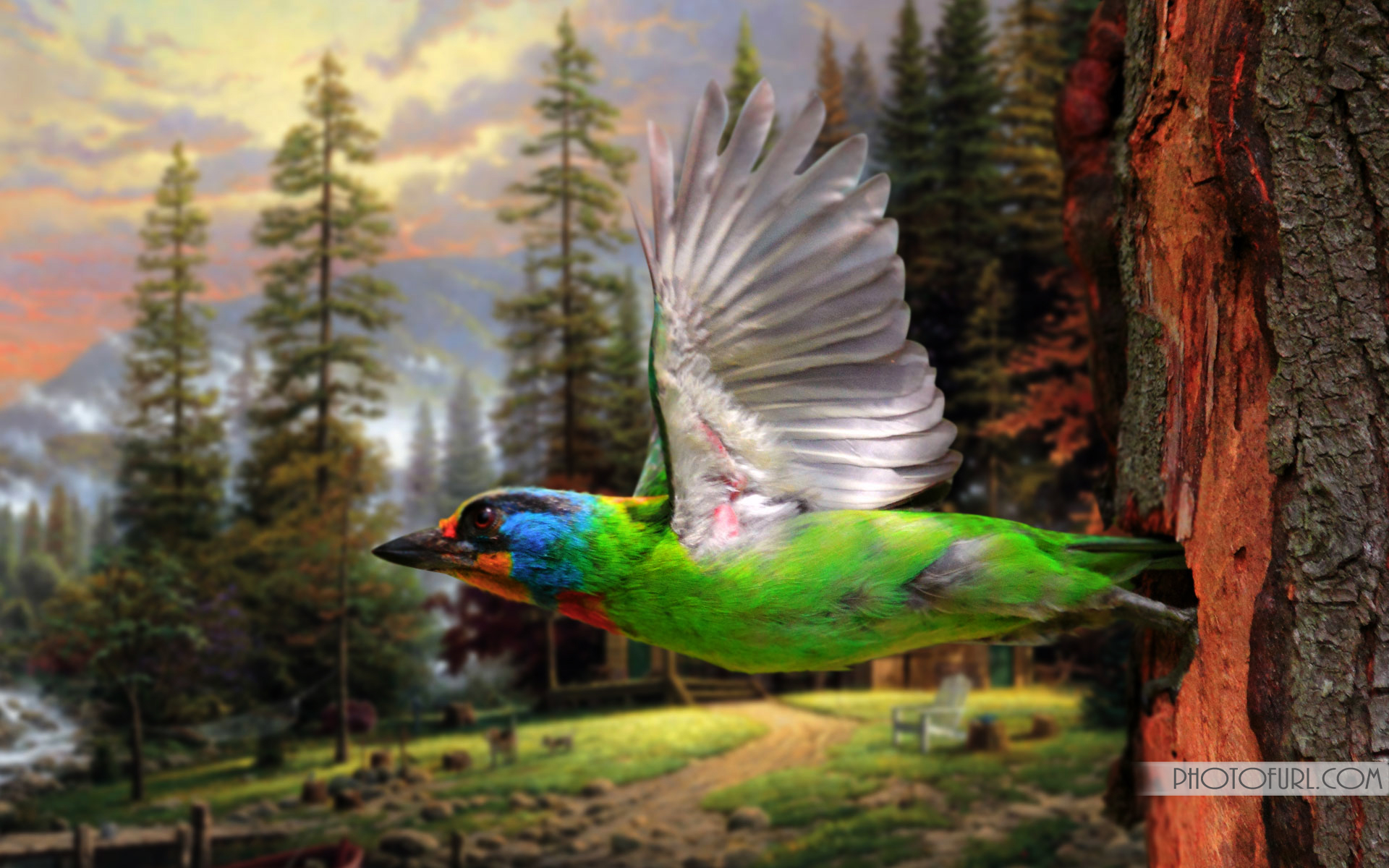 peacock birds pictures dowload