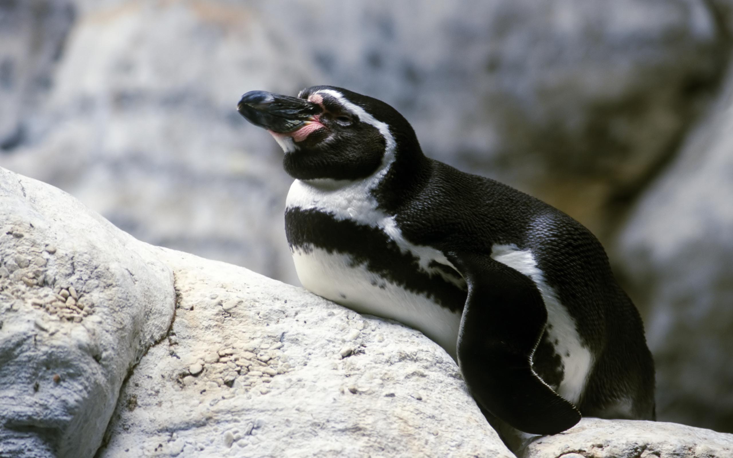 desktop penguin bird images wallpaper