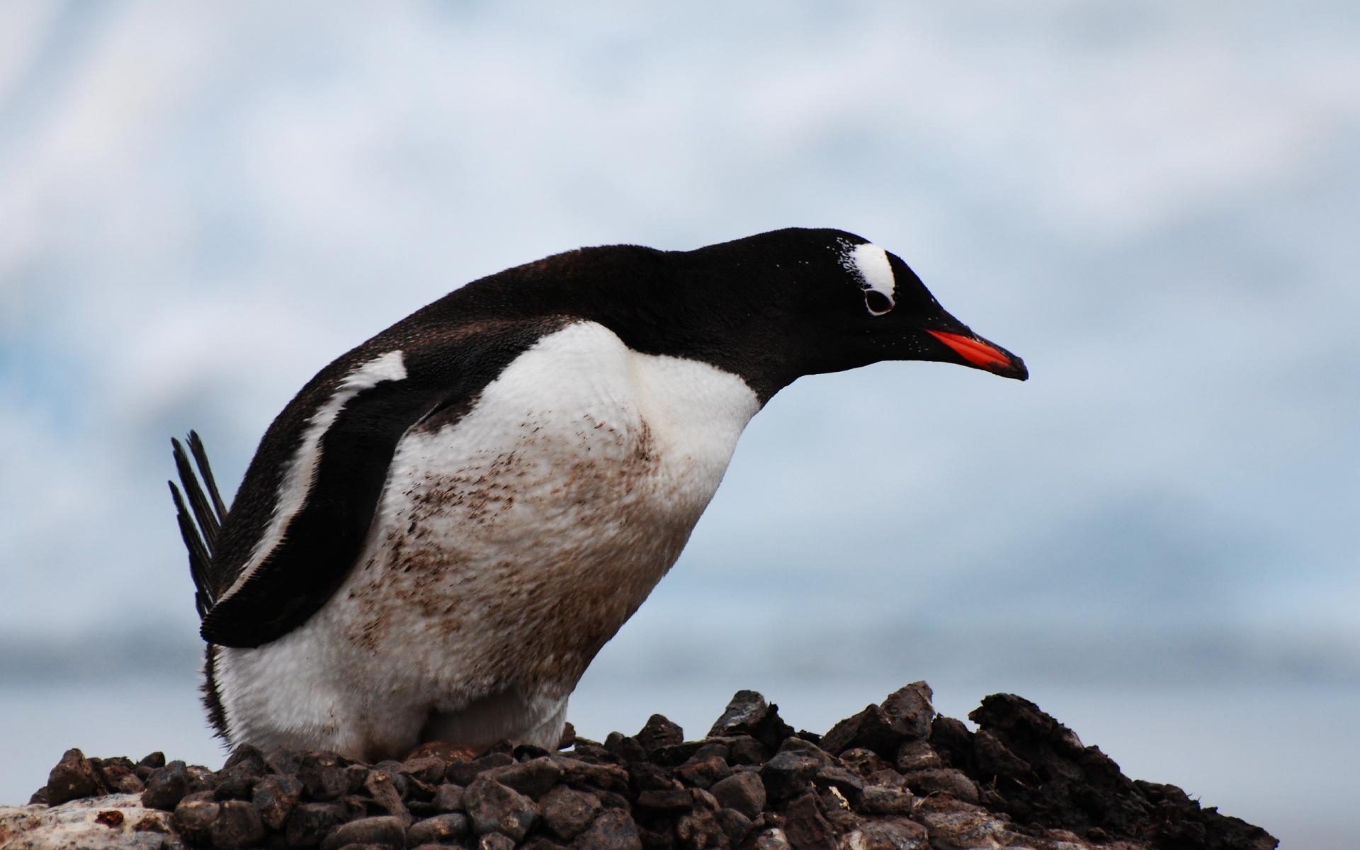 desktop penguin bird pics