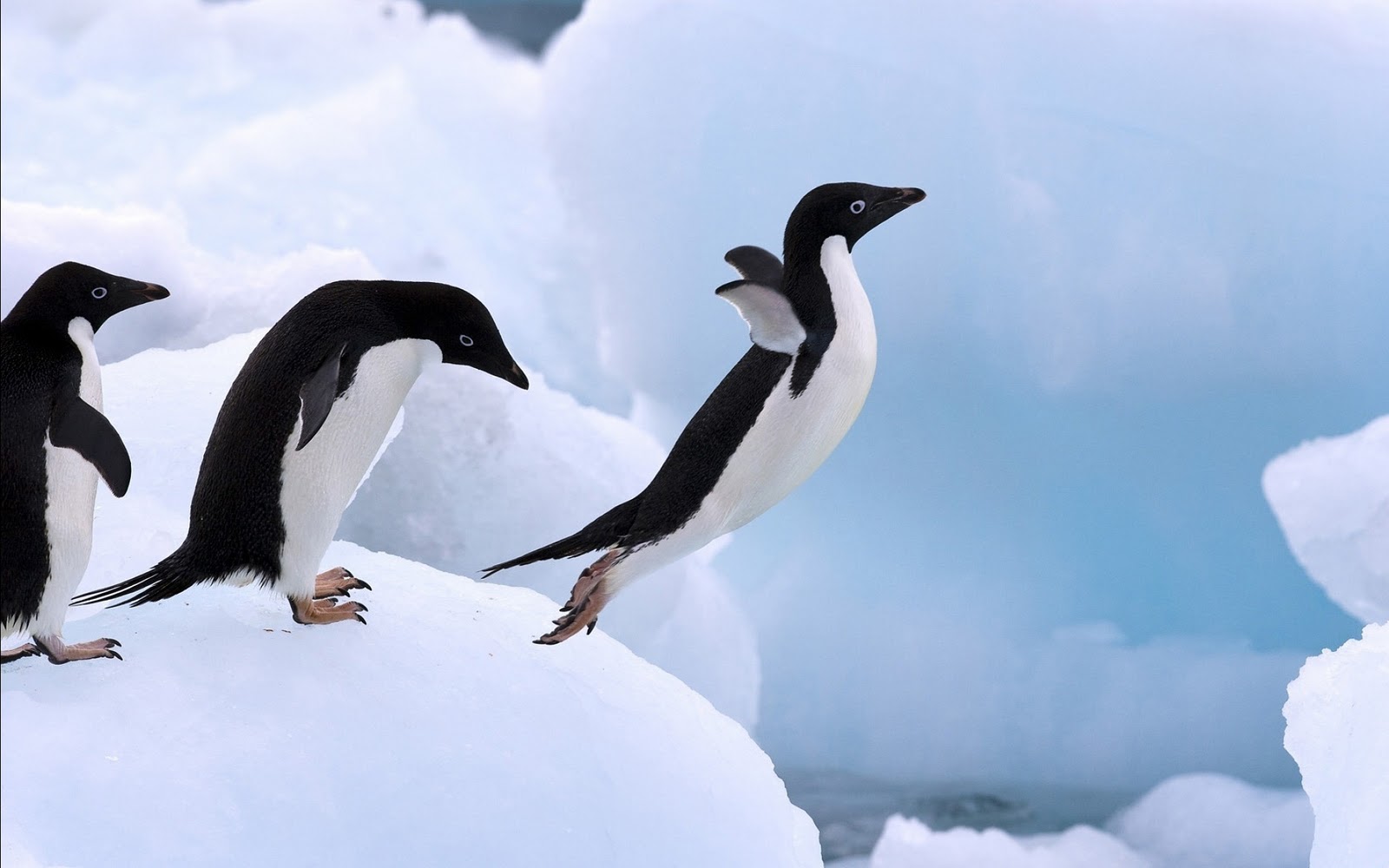 desktop penguin birds pics wallpaper