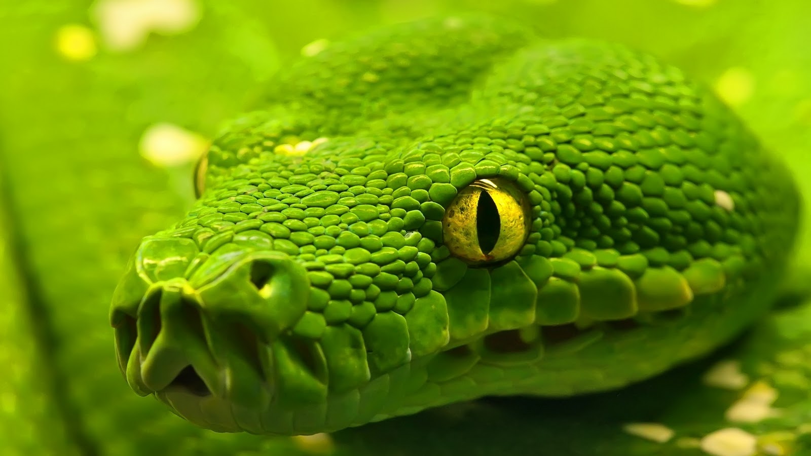 desktop hd big snakes images