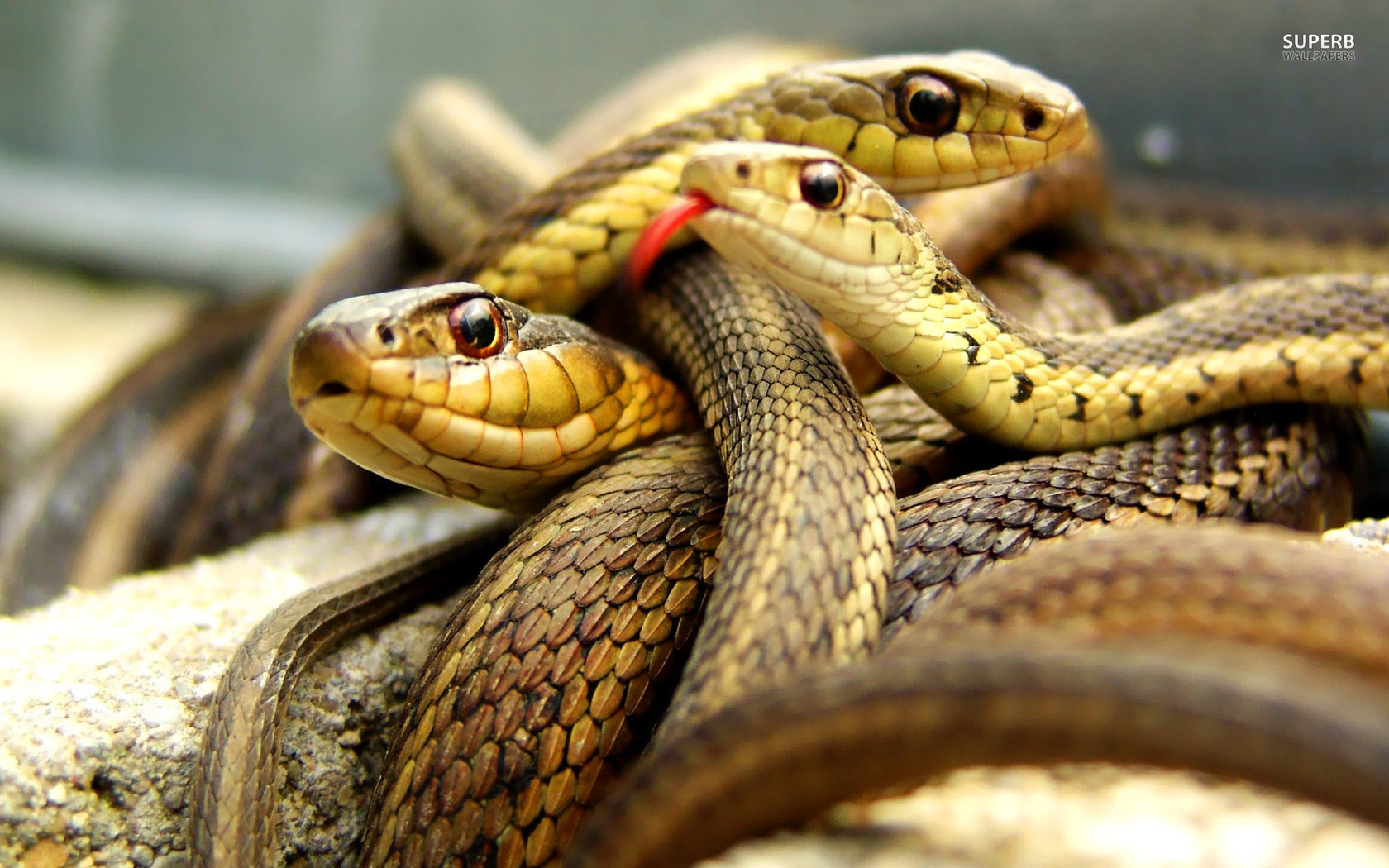 desktop snake garter picture dowload
