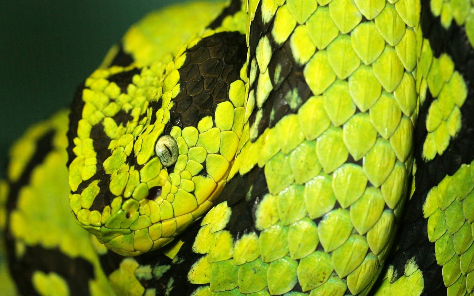 desktop snake hd images
