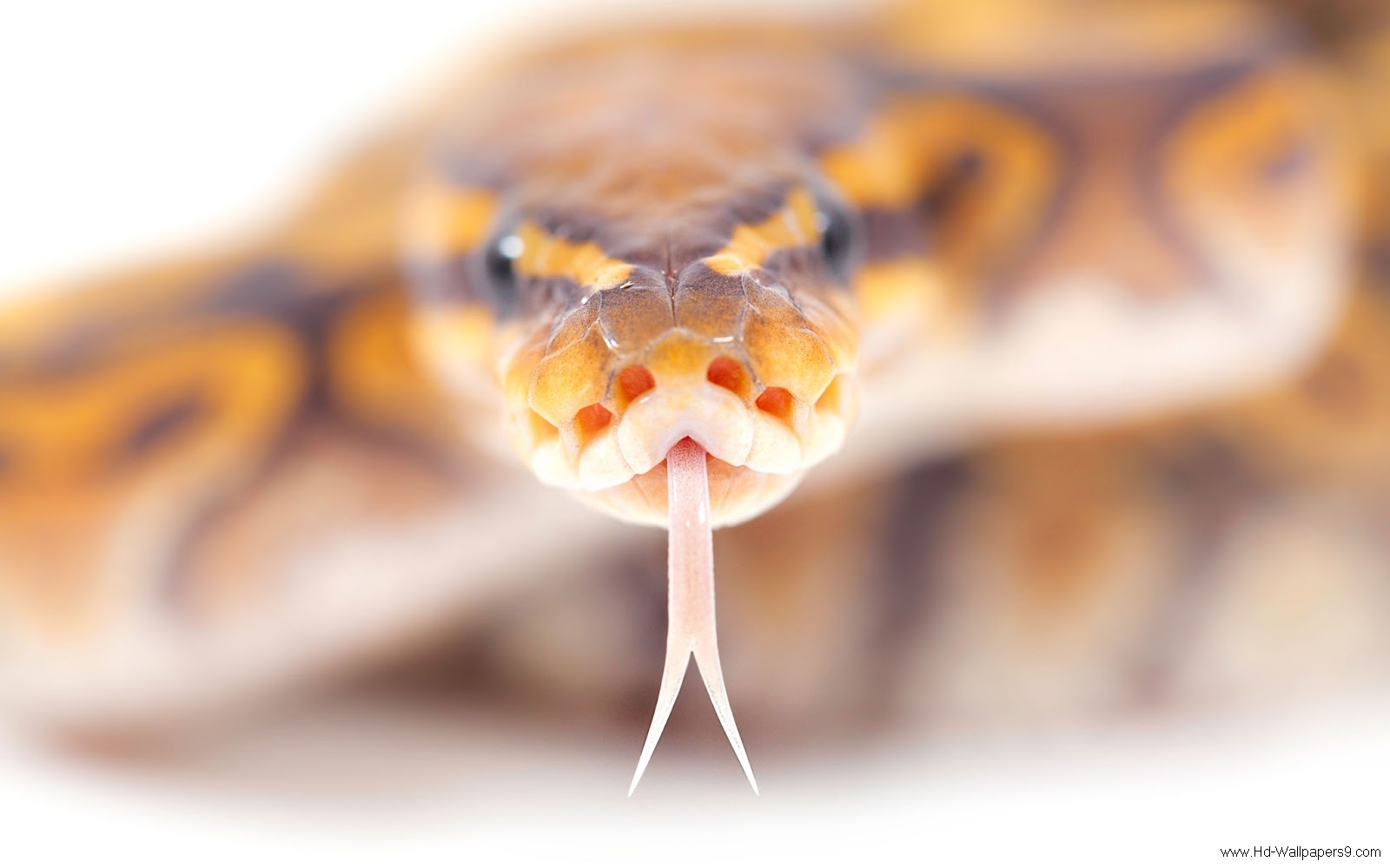 desktop snake pics gallery wallpaper