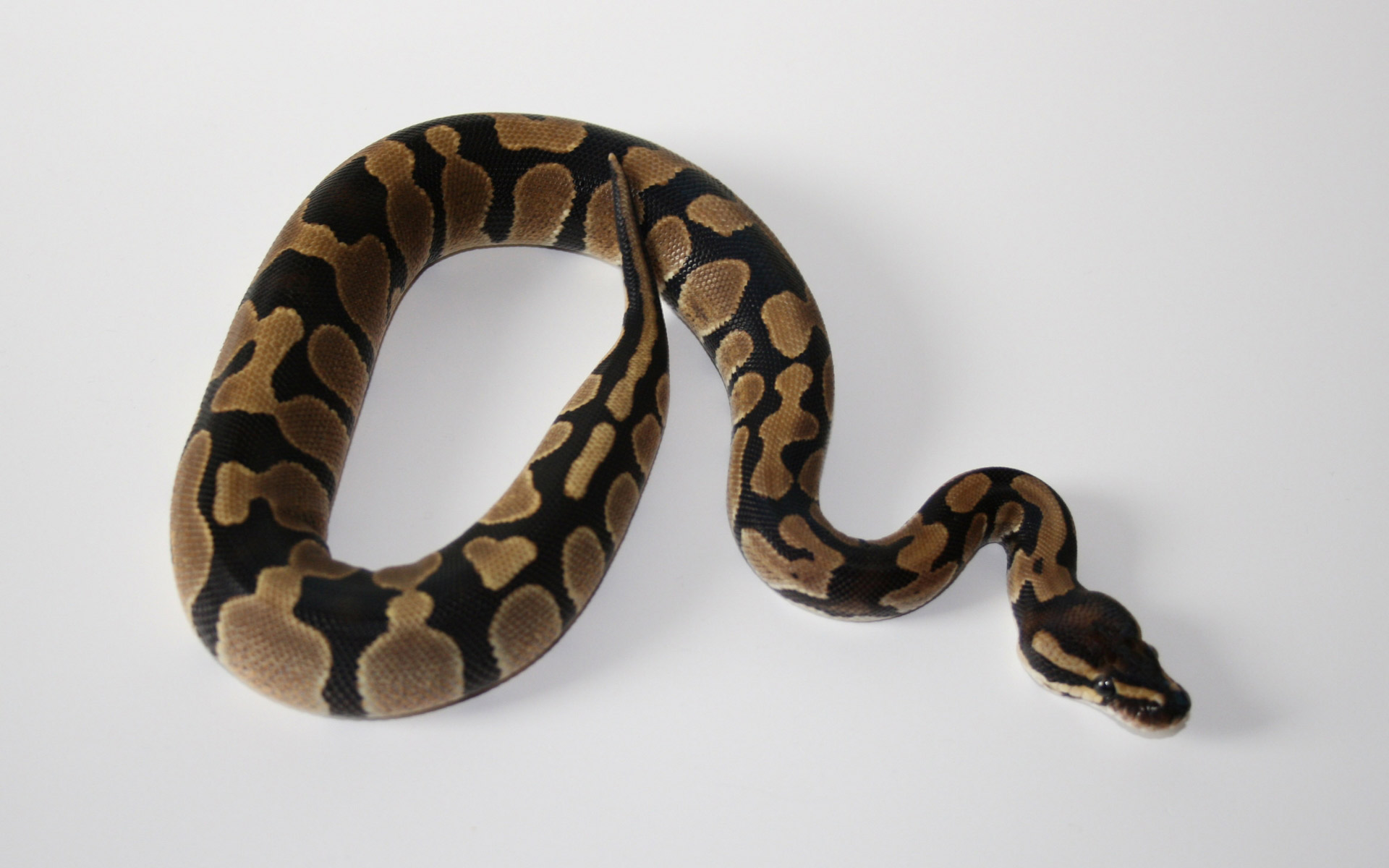 desktop snake pictures python dowload
