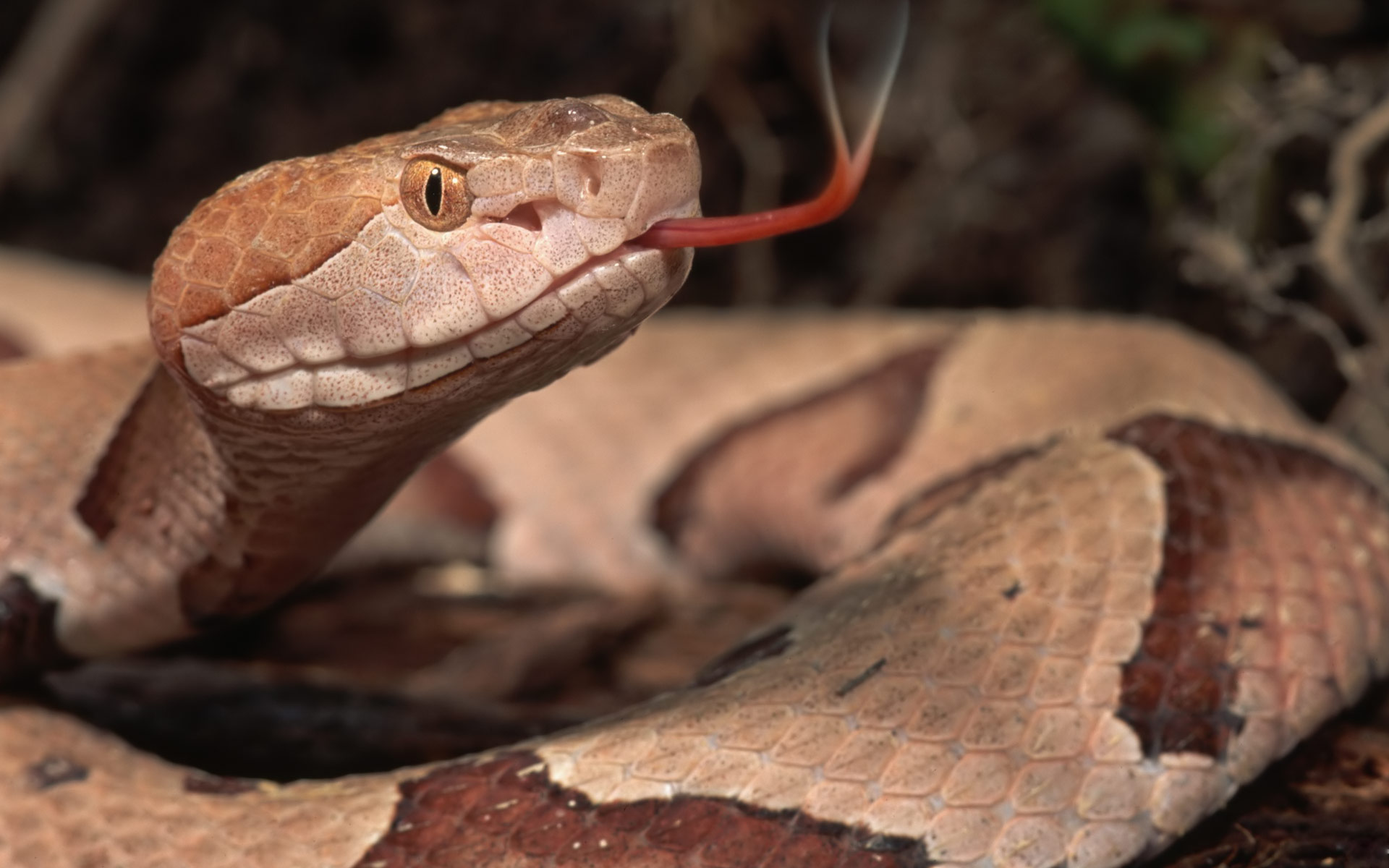 desktop snakes backgrounds