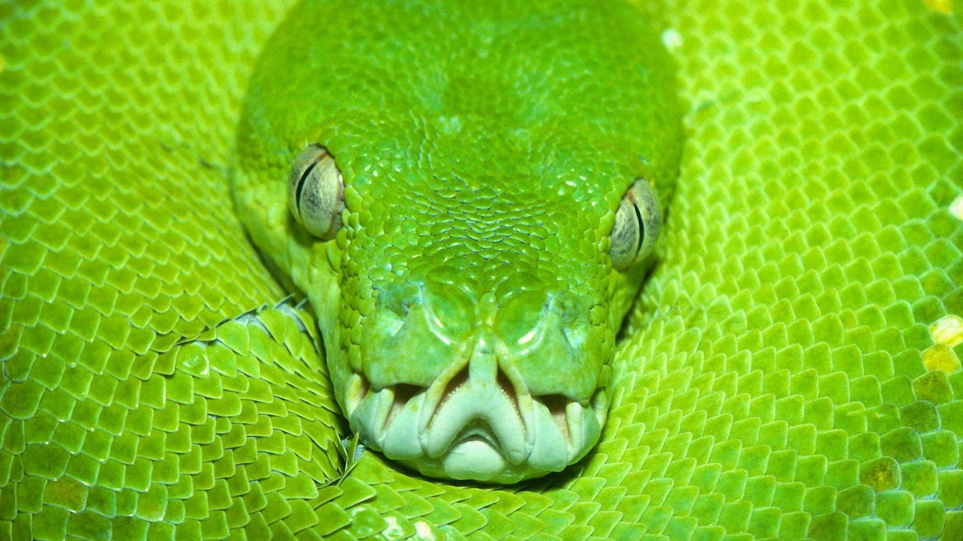 desktop snakes facts and wallpaper
