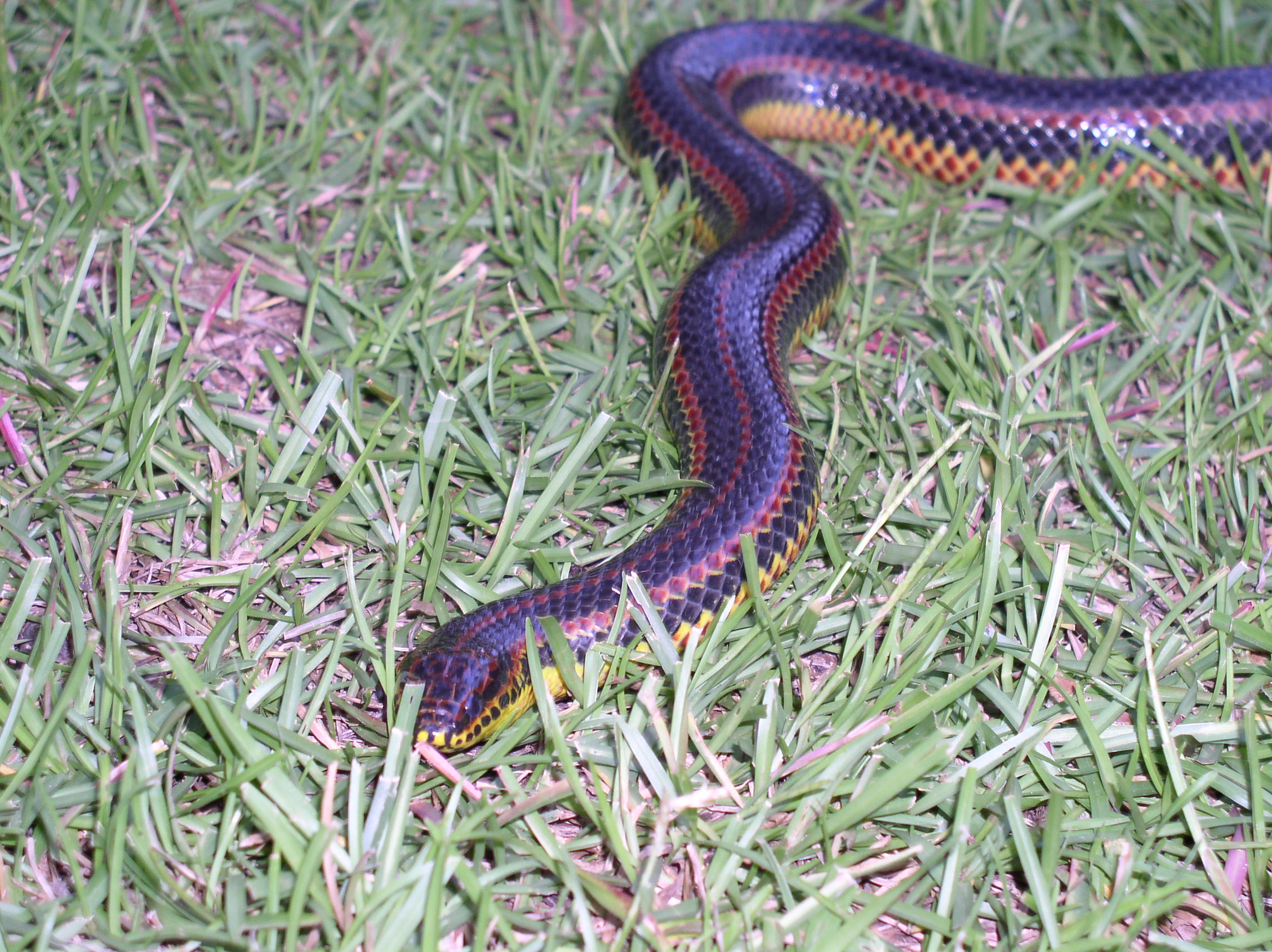 desktop snakes georgia pictures identification dowload