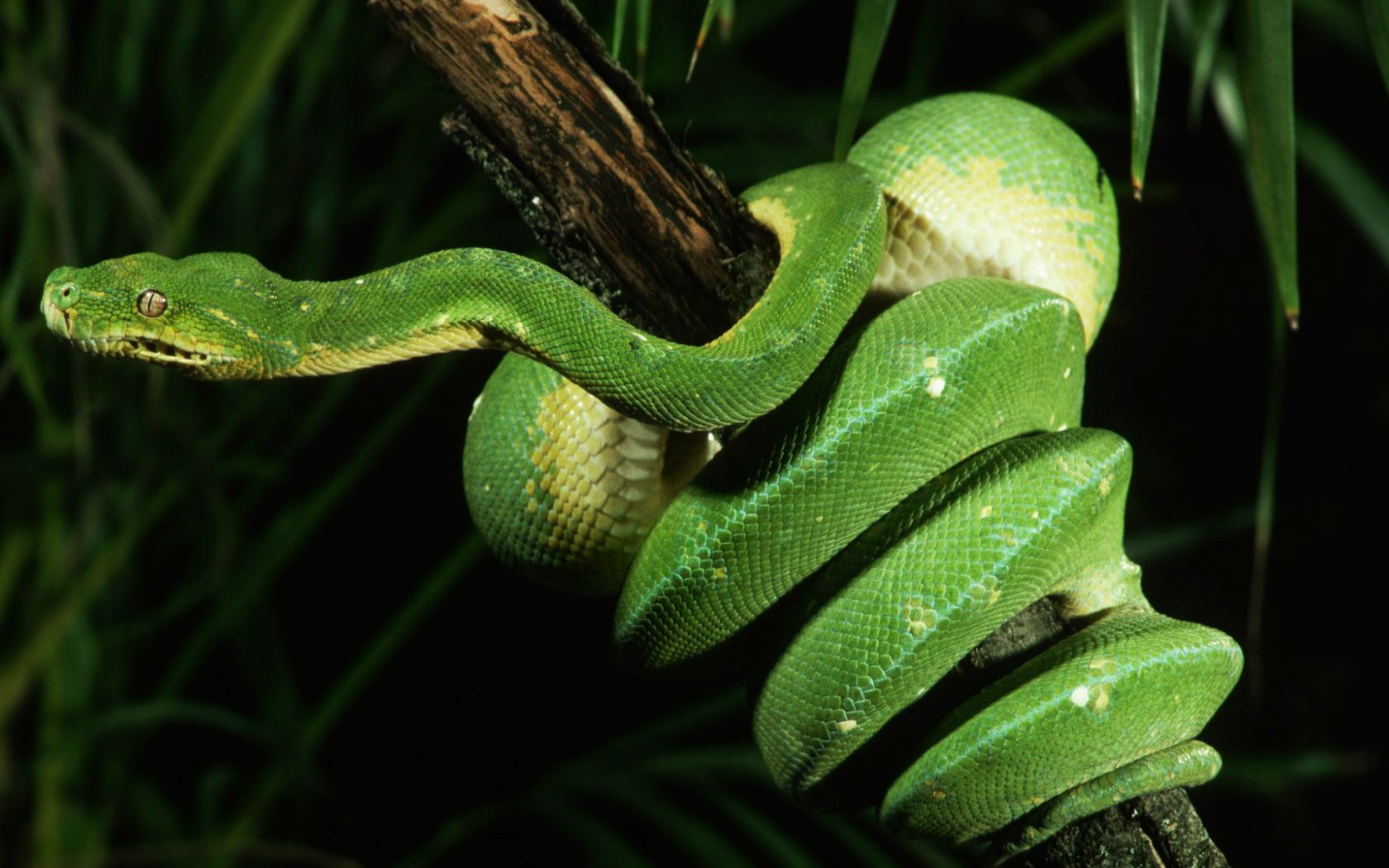desktop snakes pics