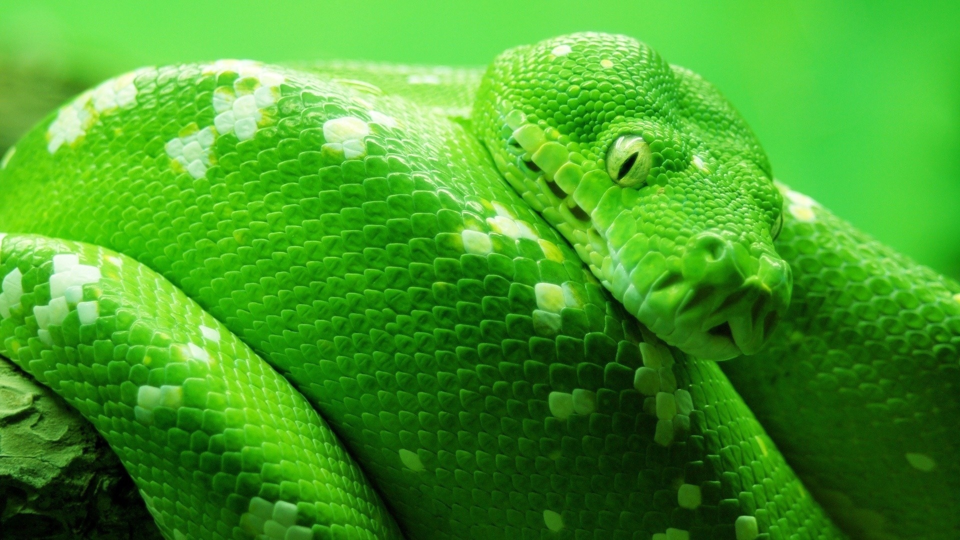 desktop snakes pictures and names dowload