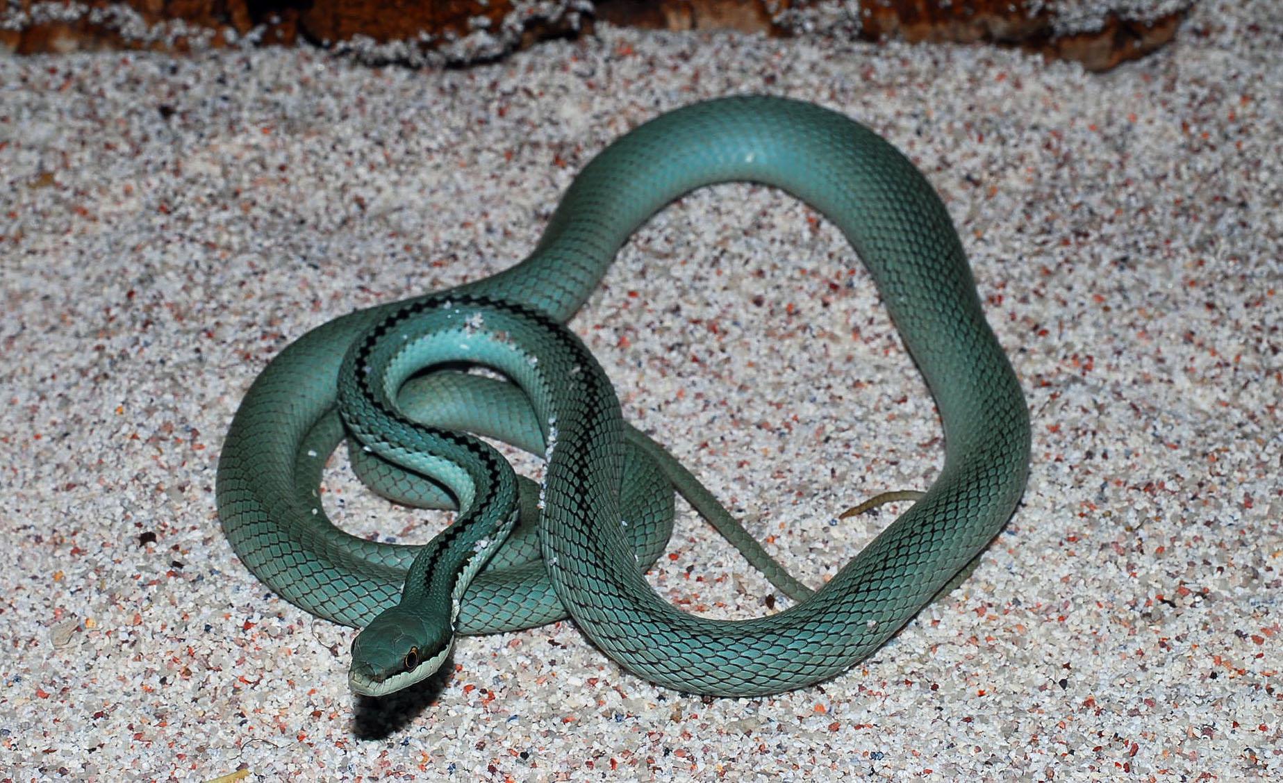 desktop snakes wallpaper dowload