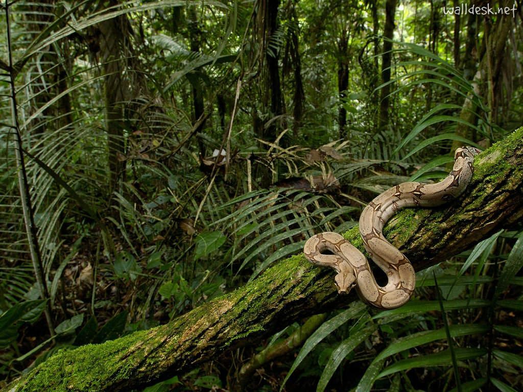 desktop south american snakes pictures wallpaper