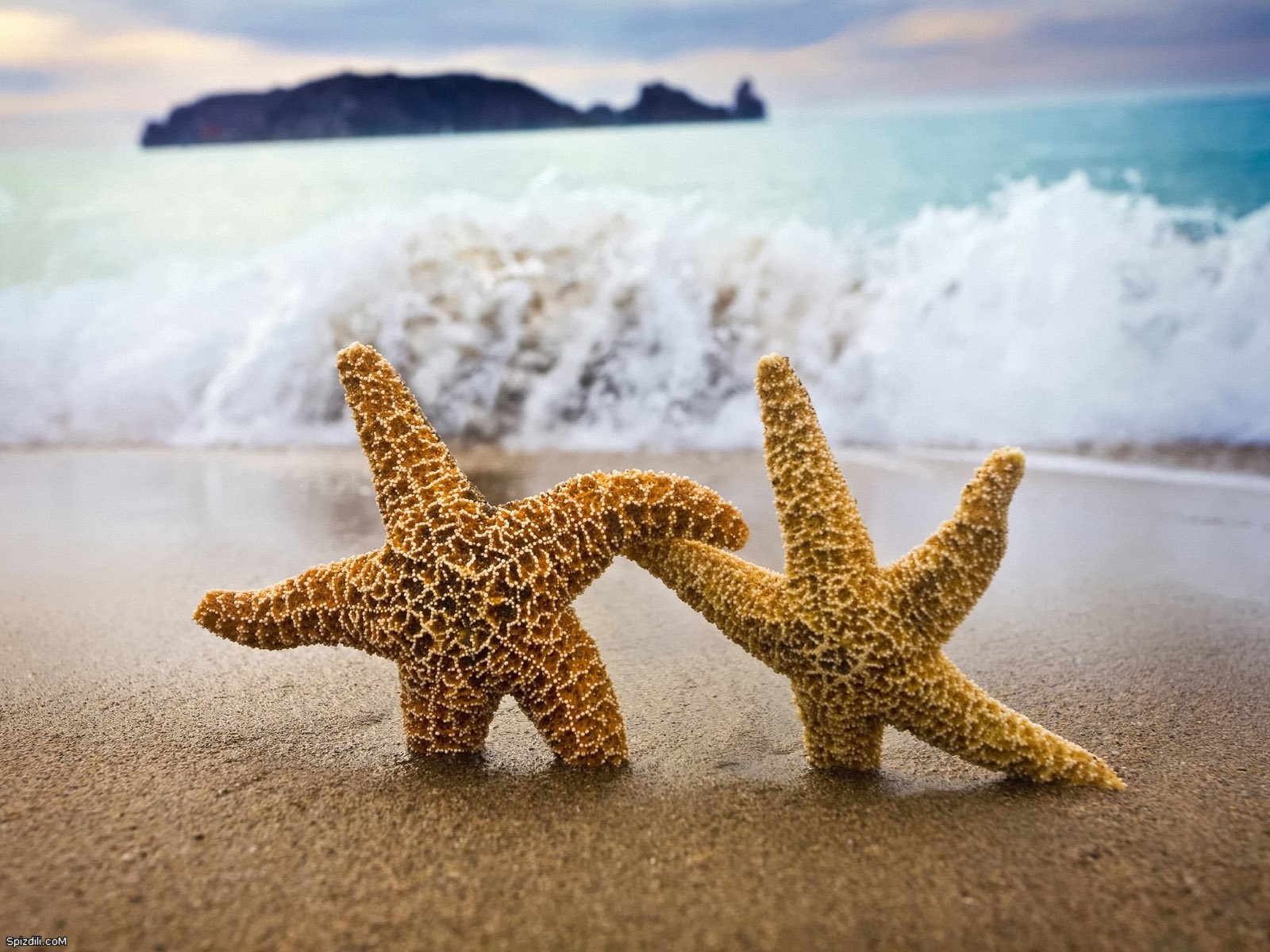 desktop starfish wallpaper dowload