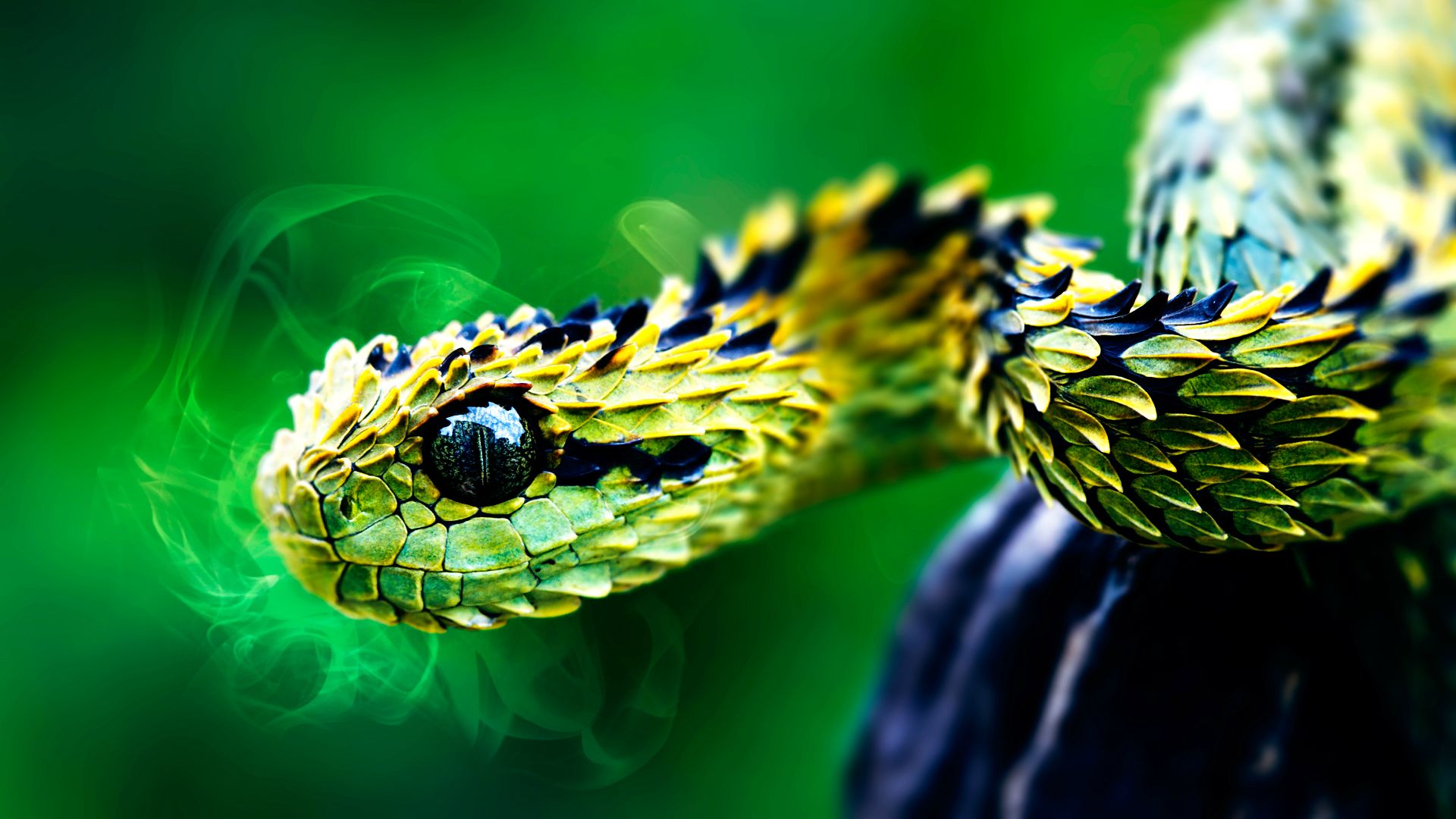 desktop venomous snake bites wallpaper