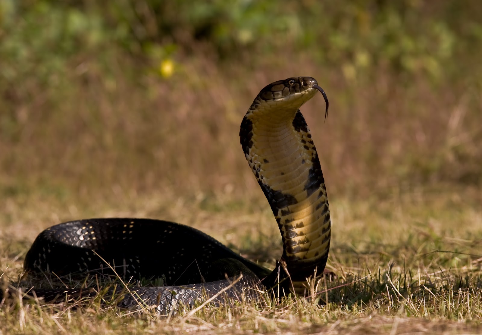 desktop venomous snakes wallpaper