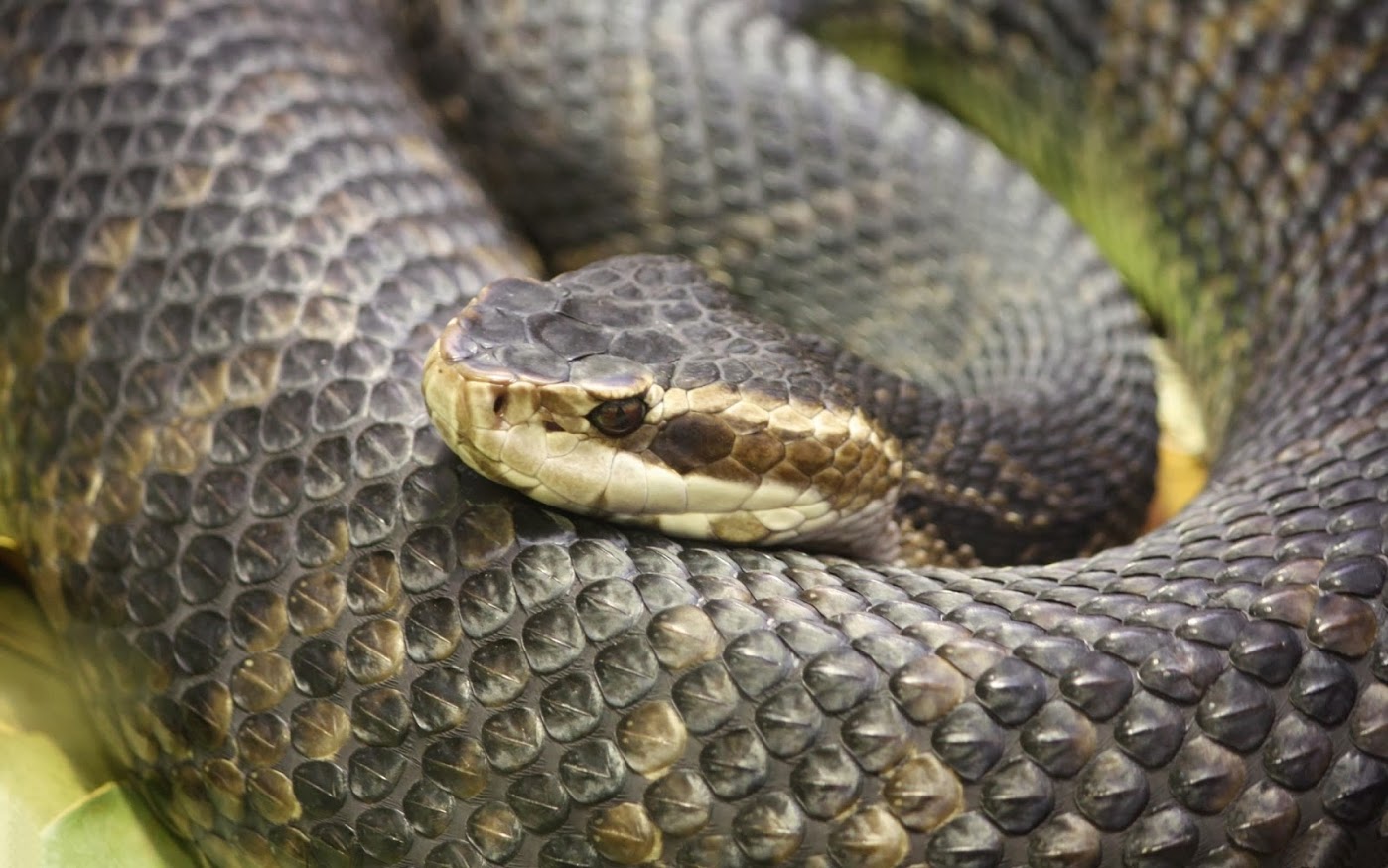 desktop world biggest snakes pictures wallpaper