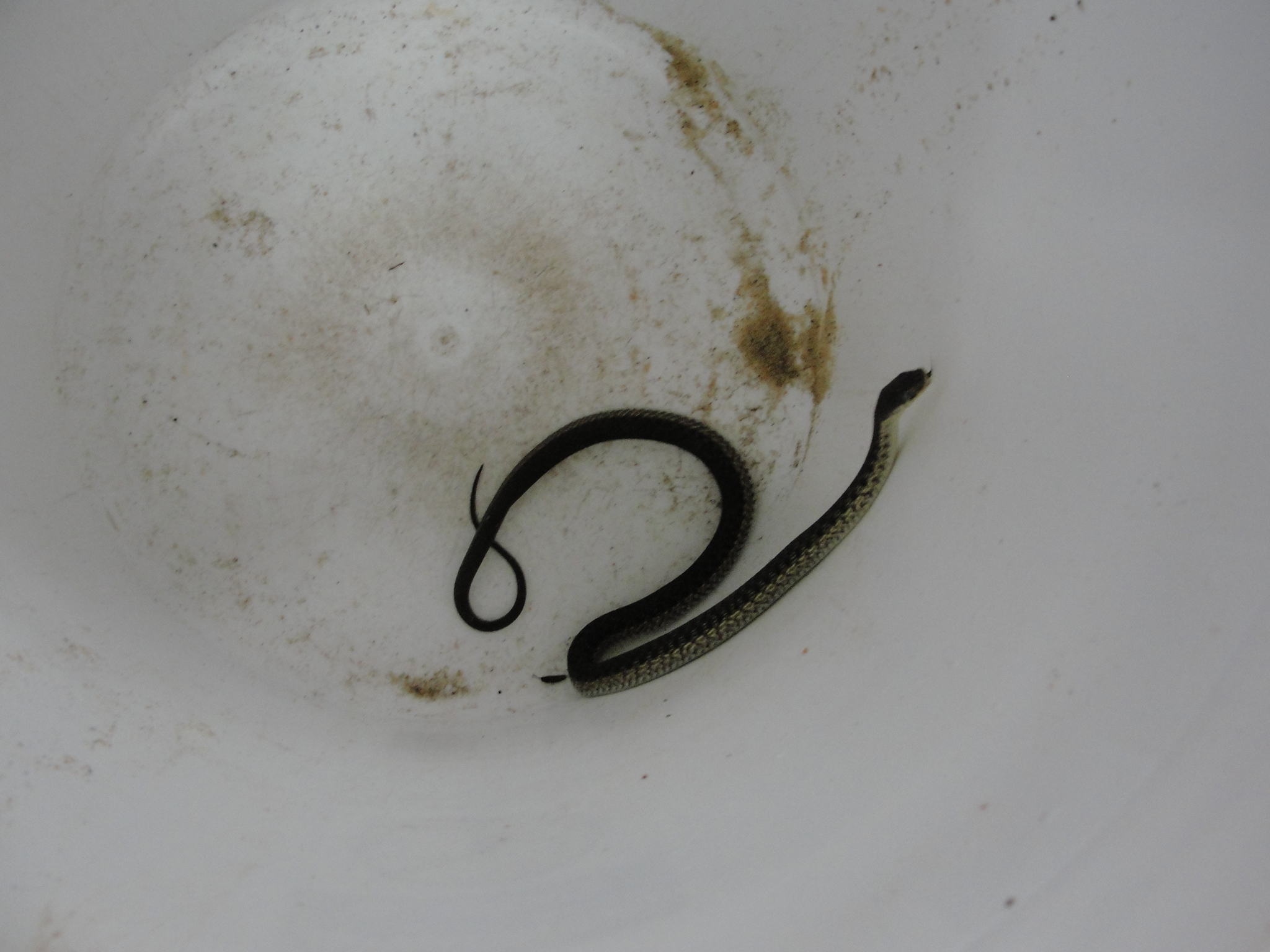 hd baby black racer snake images