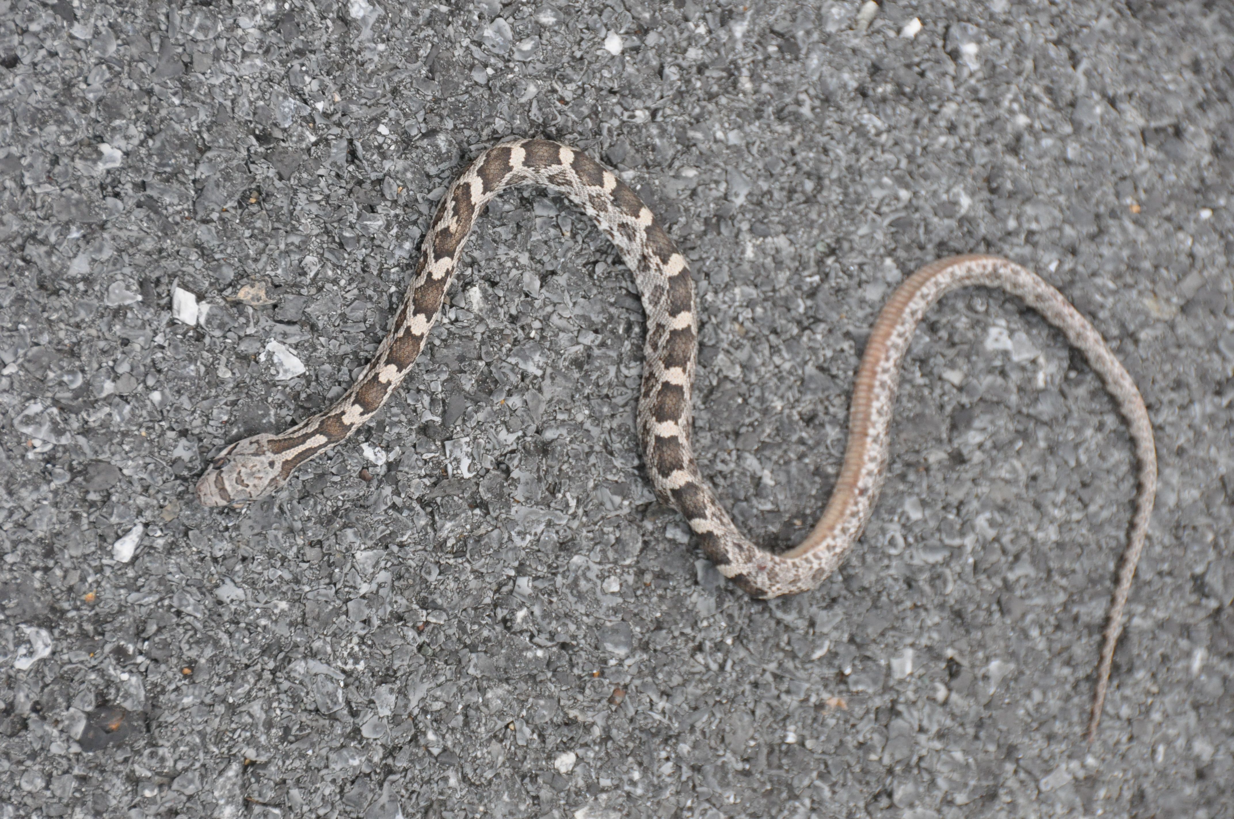 hd baby copper head snake images