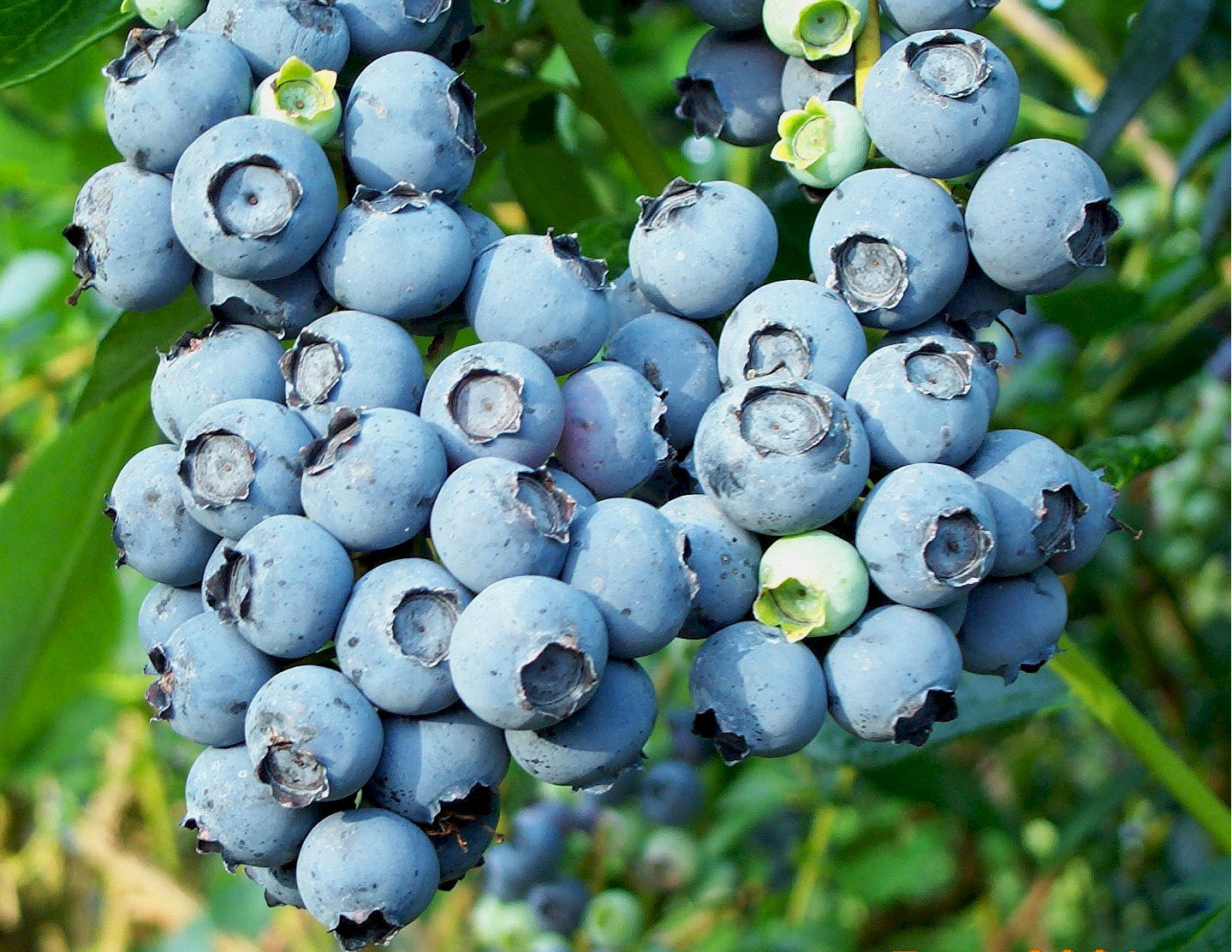 blueberry fruit images wallpaper