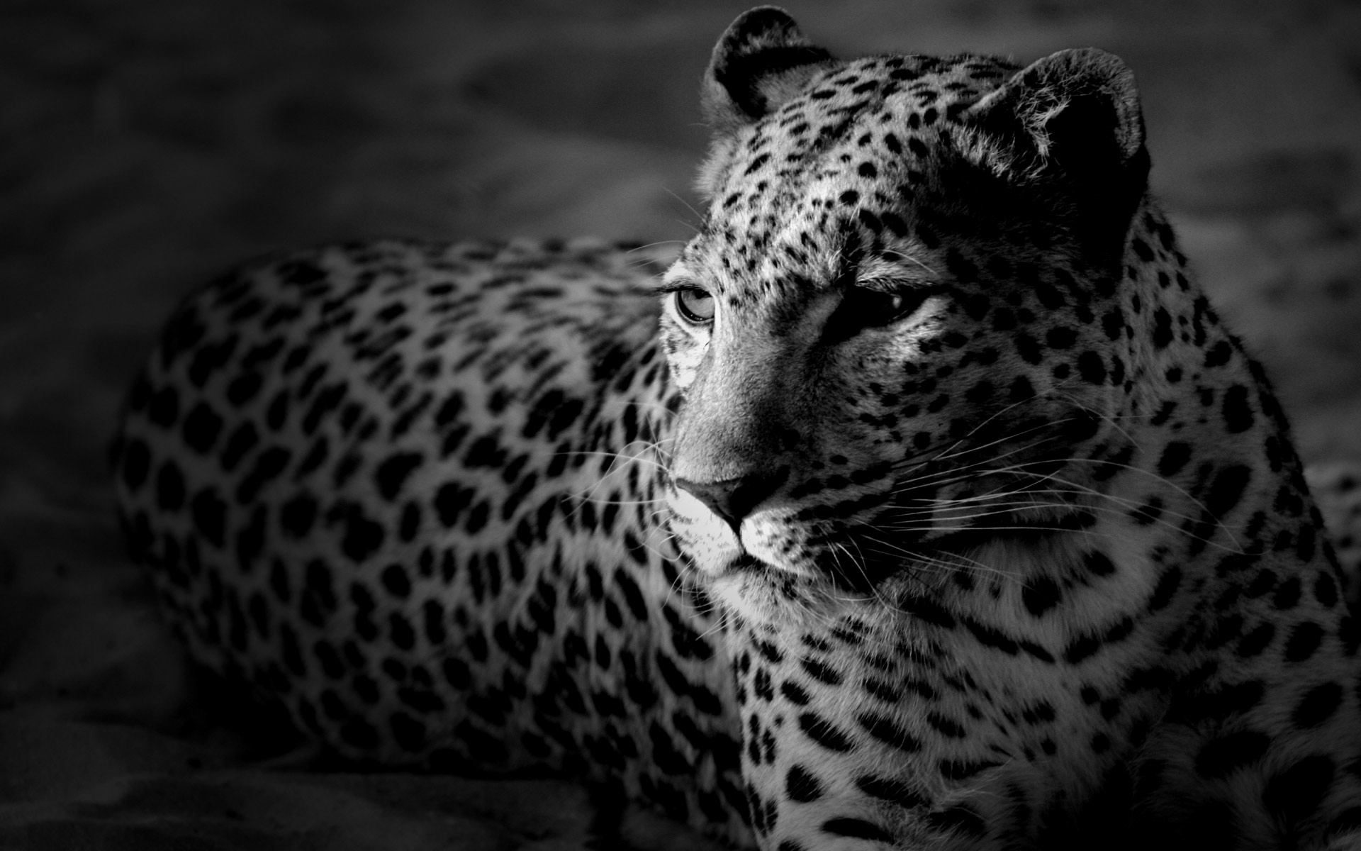 desktop black and white snake images wallpaper