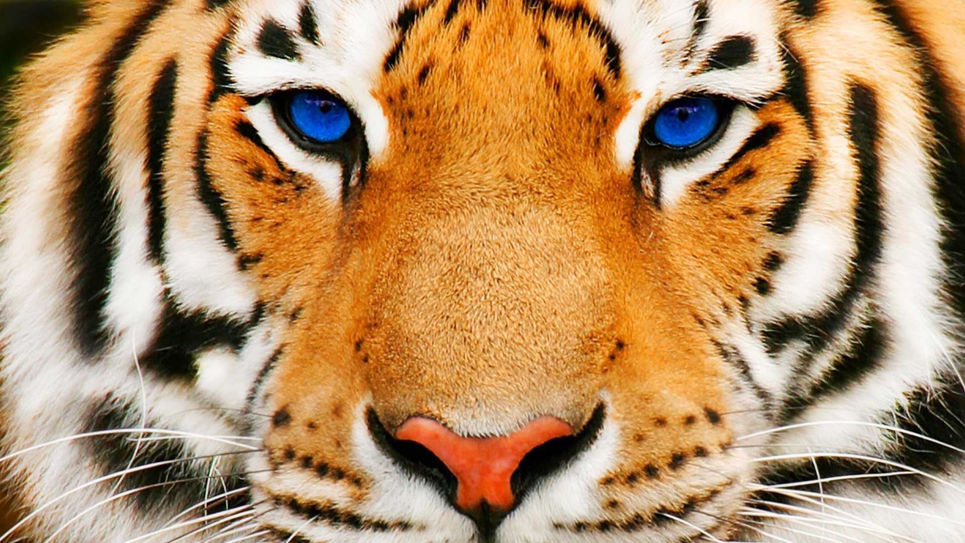 tiger close up wallpaper