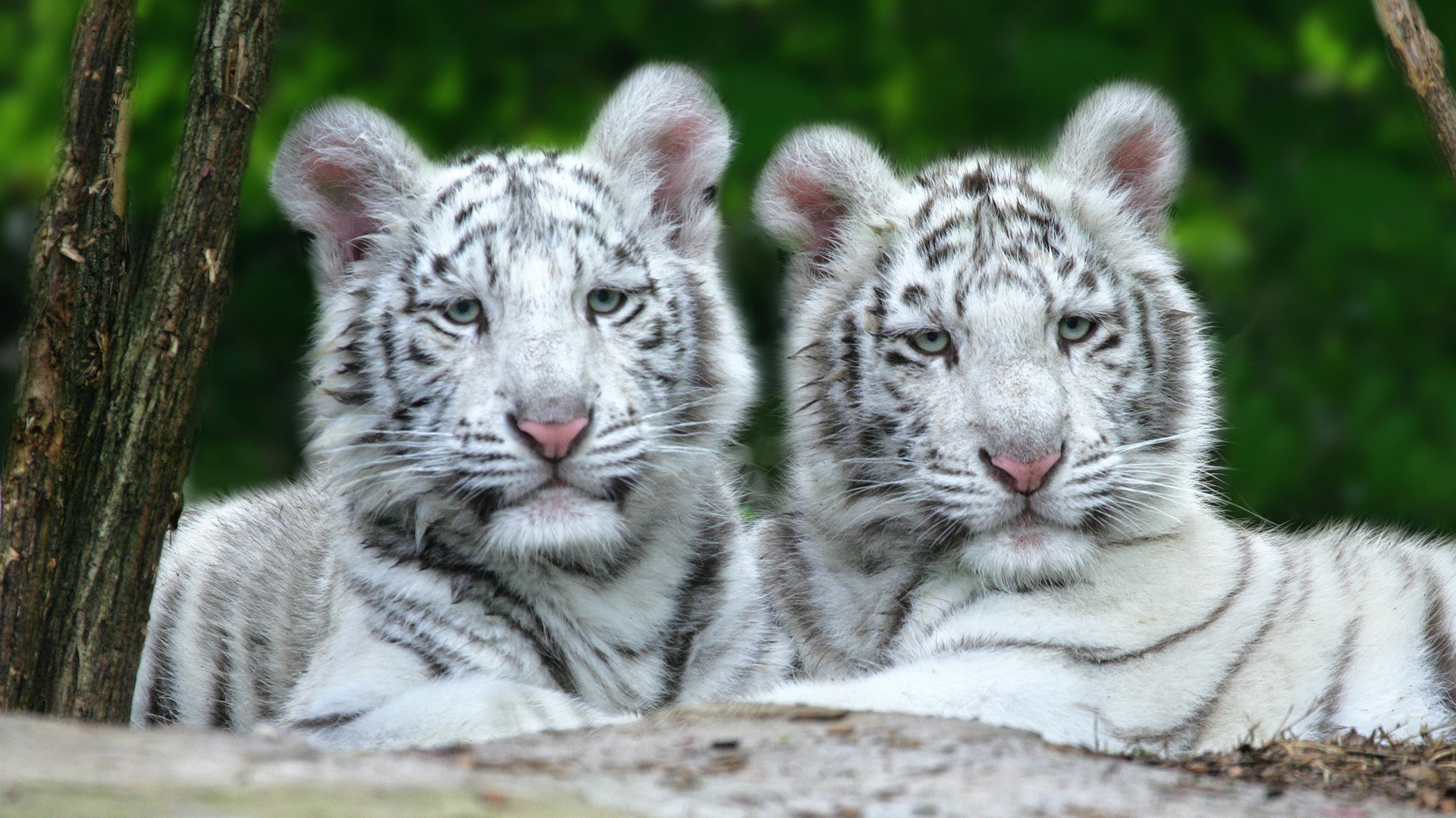 tiger cub images