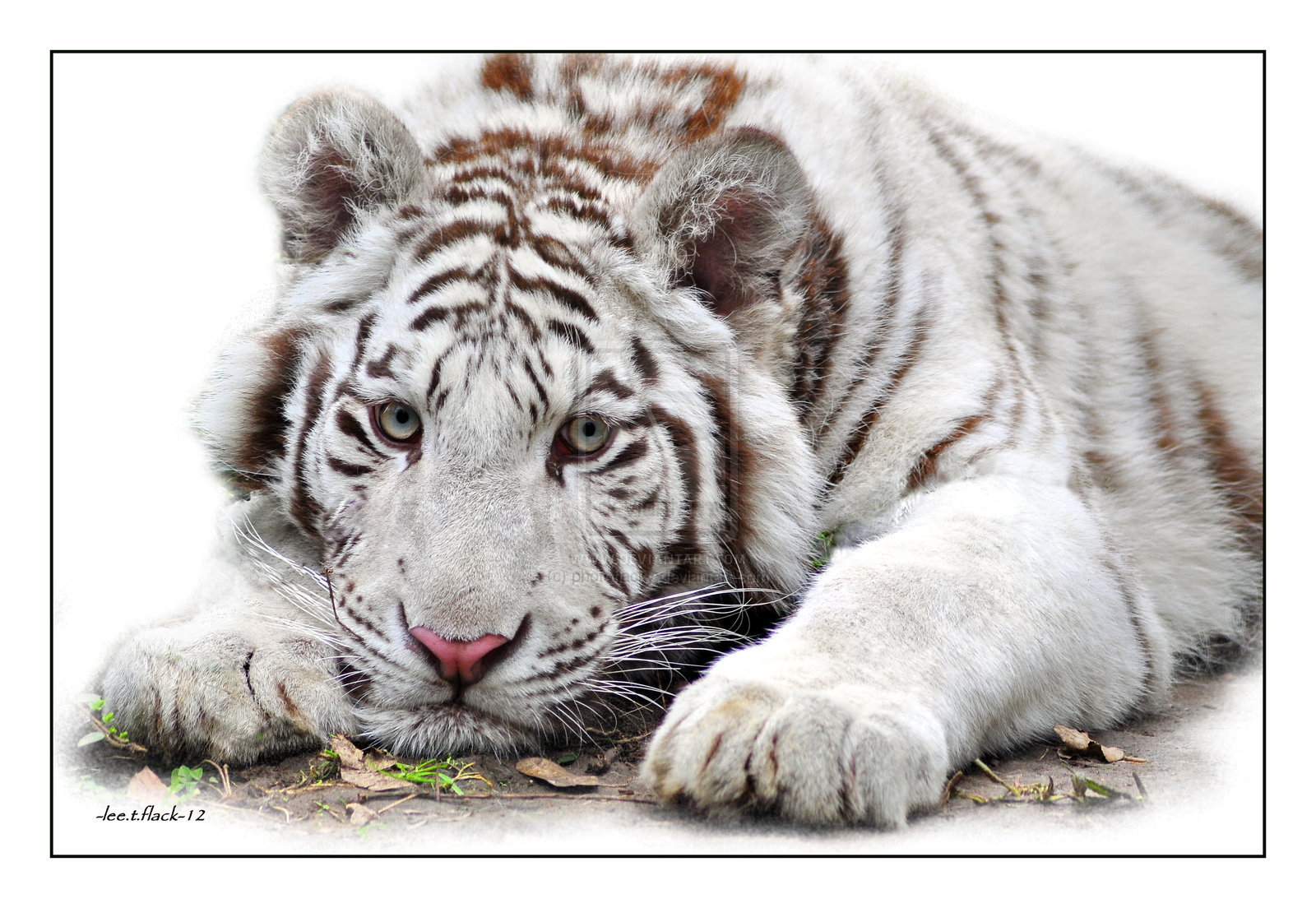 tiger cub photo