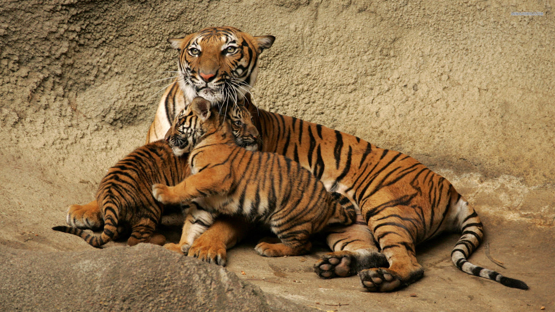 tiger cub photos wallpaper