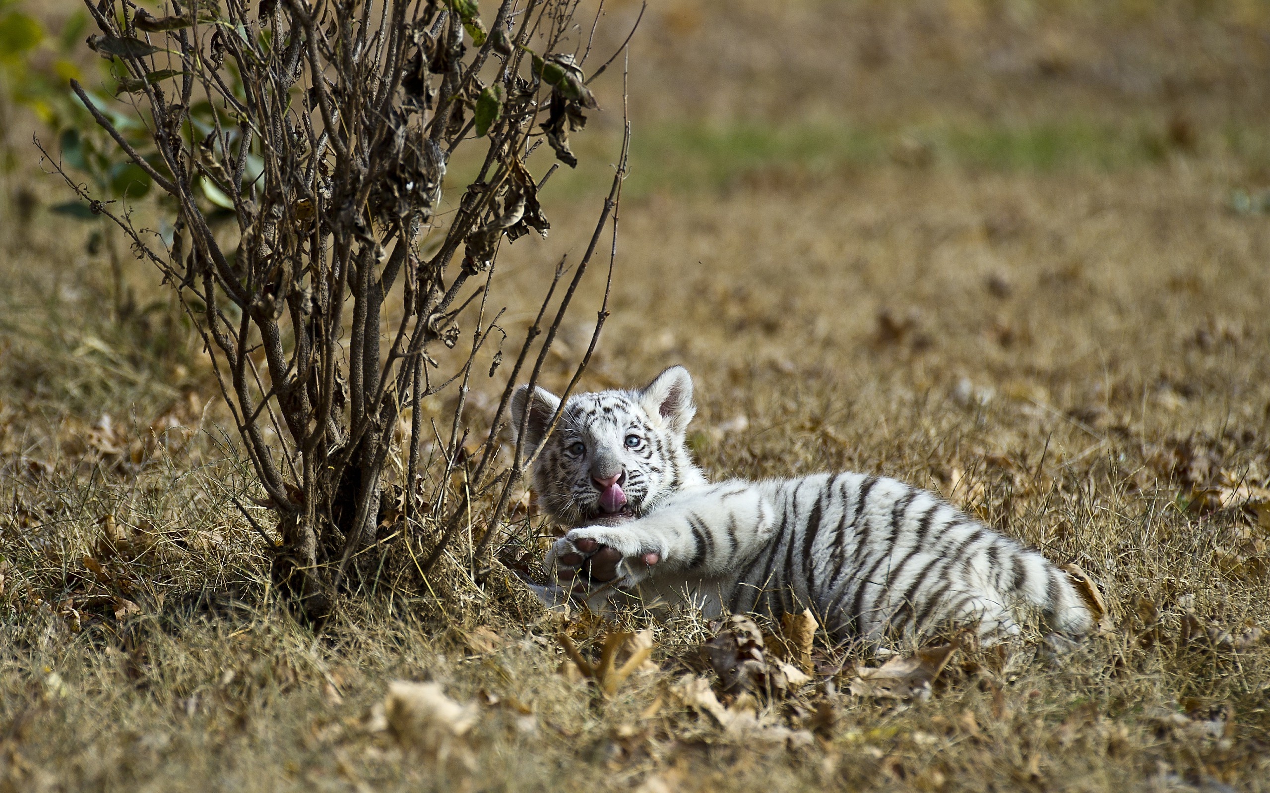 tiger cub pics wallpaper