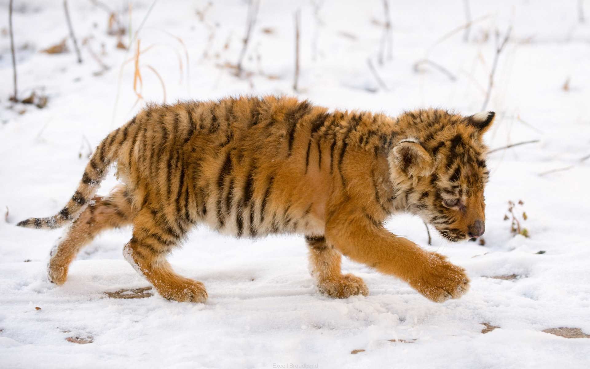 tiger cub pics