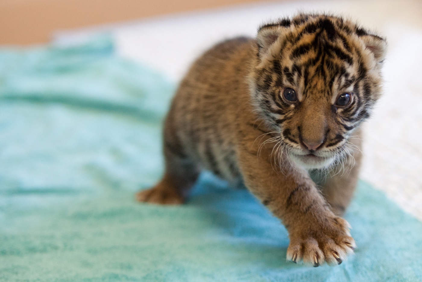 tiger cub picture