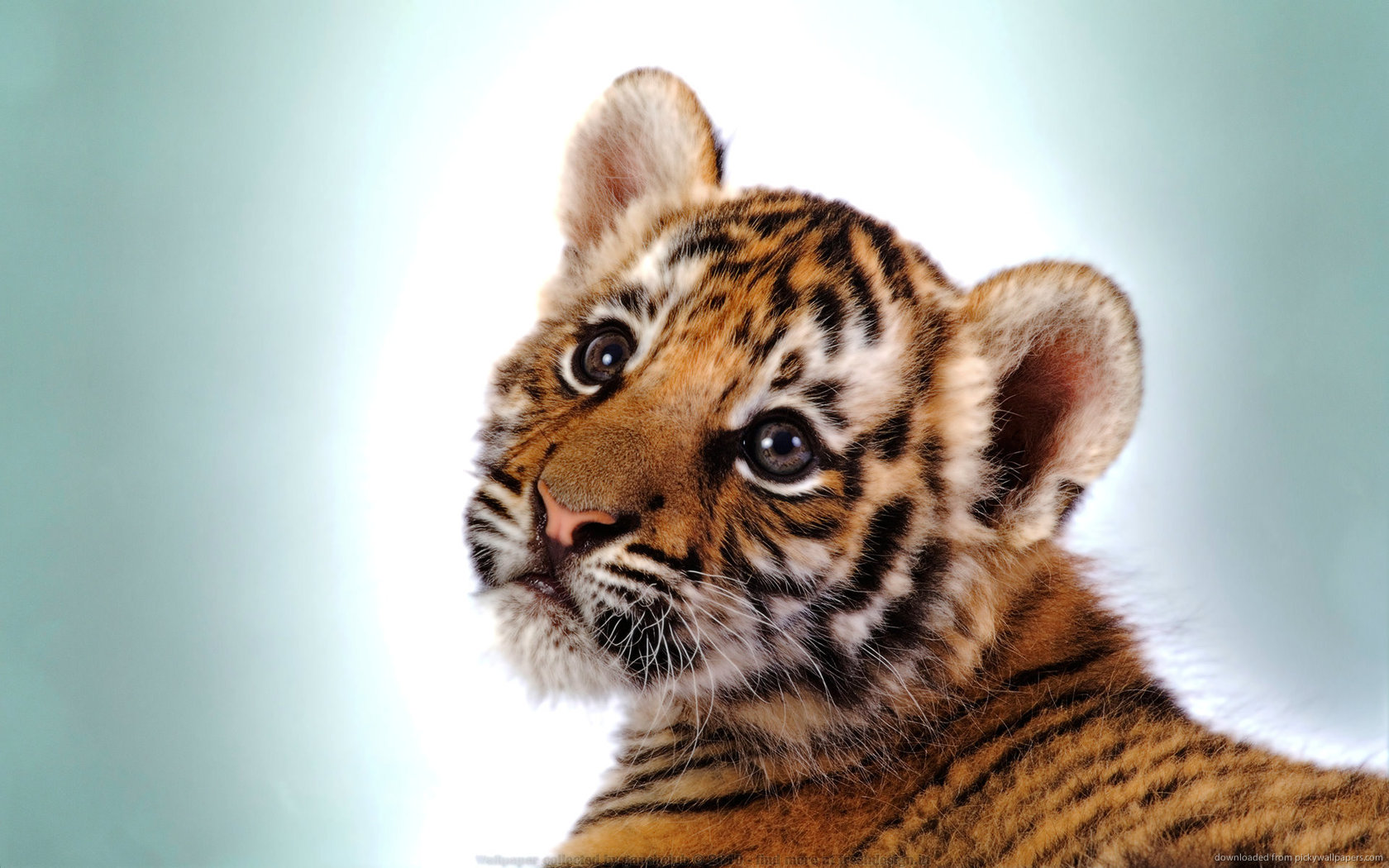 tiger cub pictures dowload