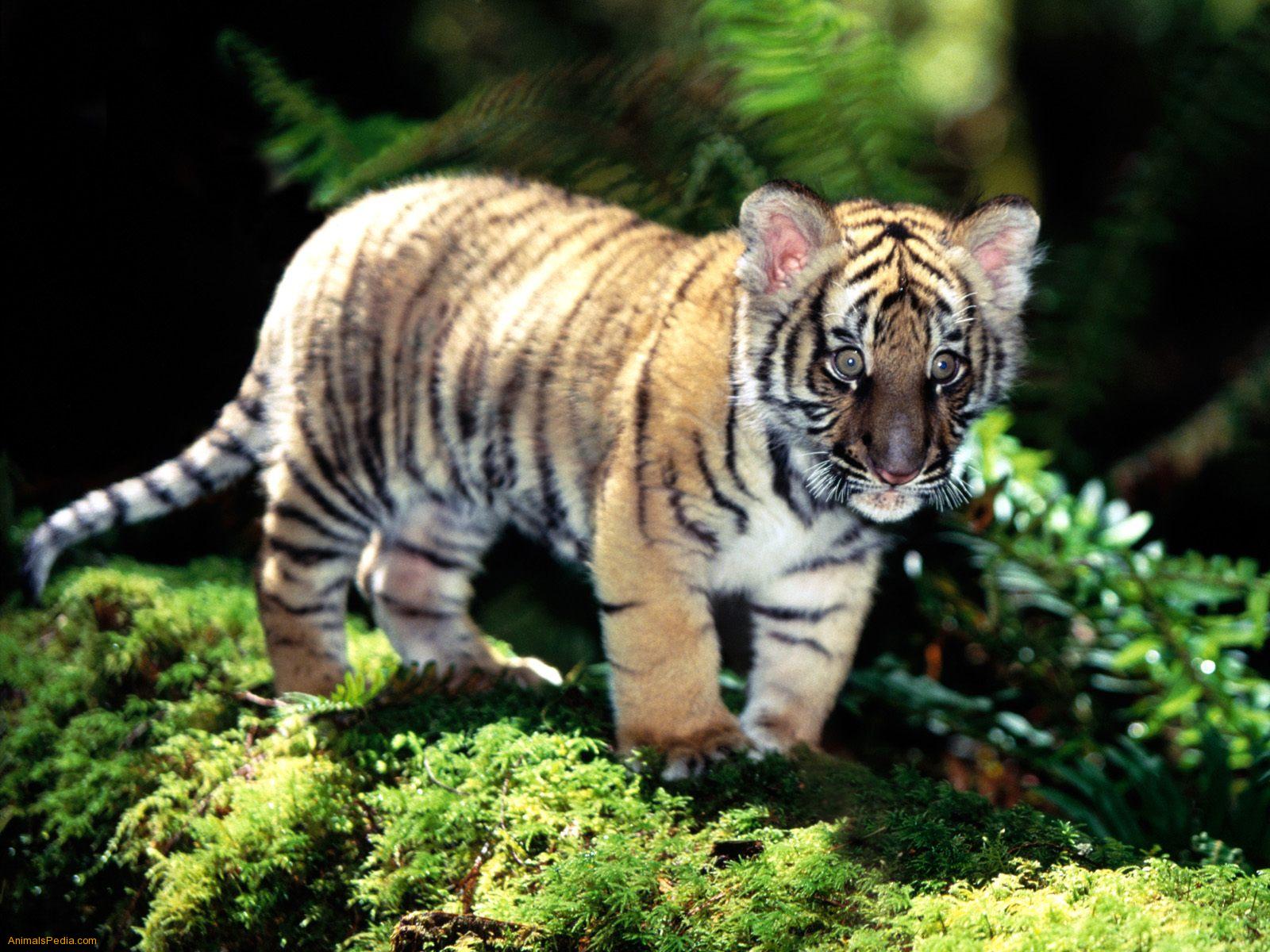 tiger cub pictures free