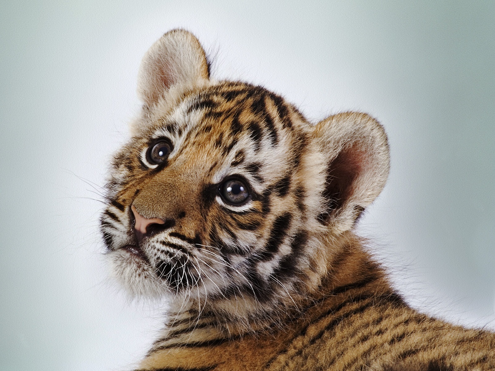 tiger cub pictures