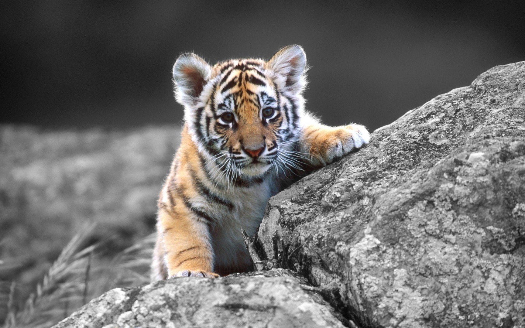 tiger cub wallpapers