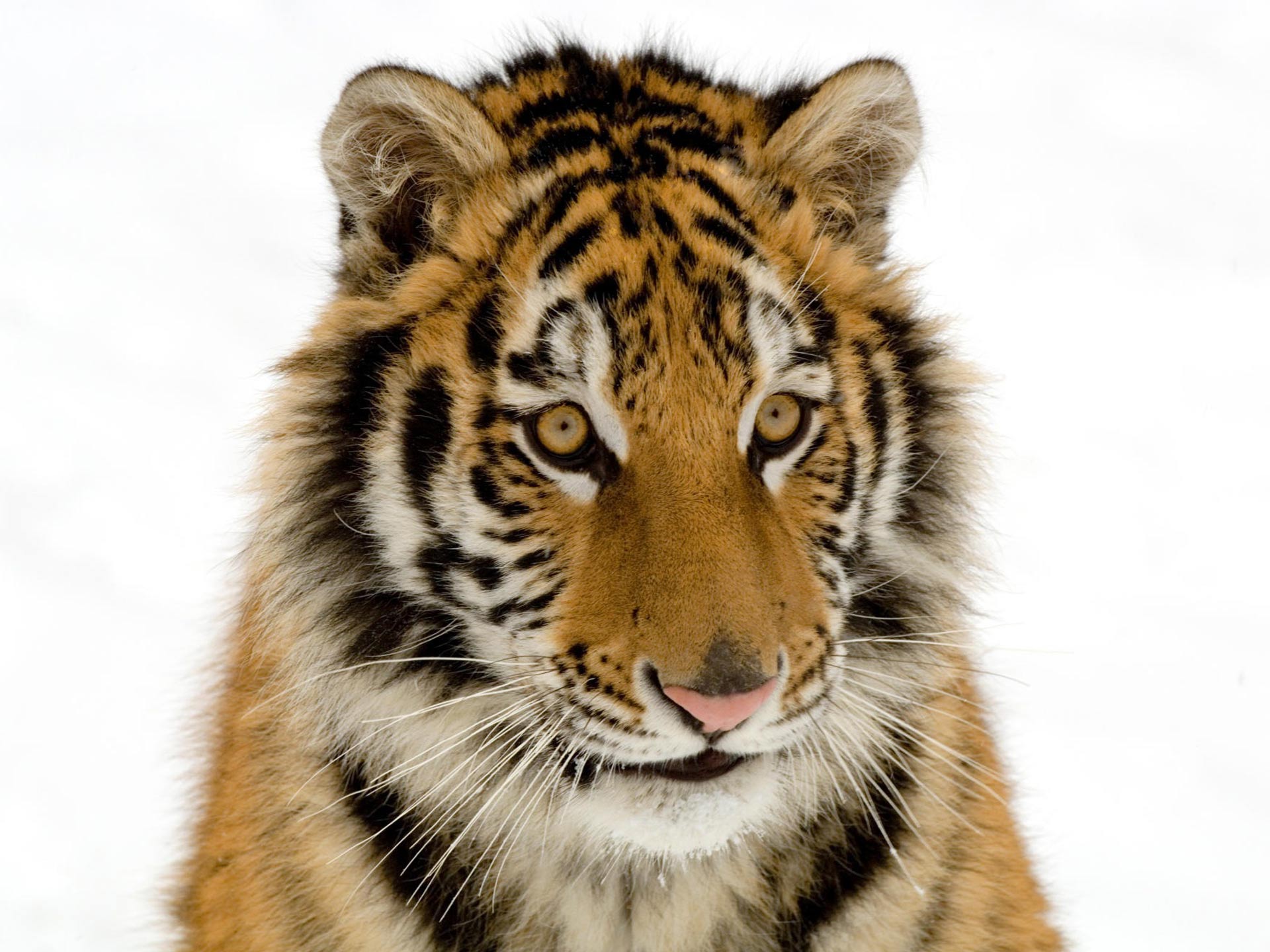 tiger cubs pics wallpaper