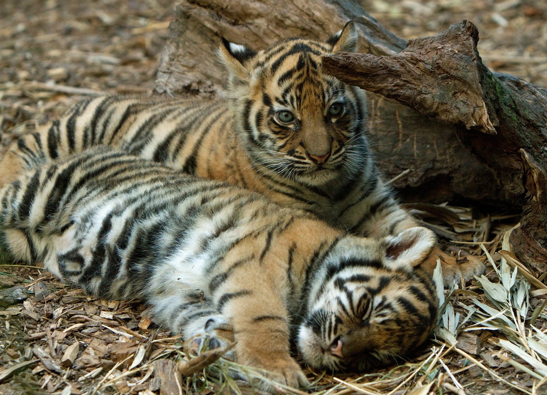 tiger cubs pictures dowload