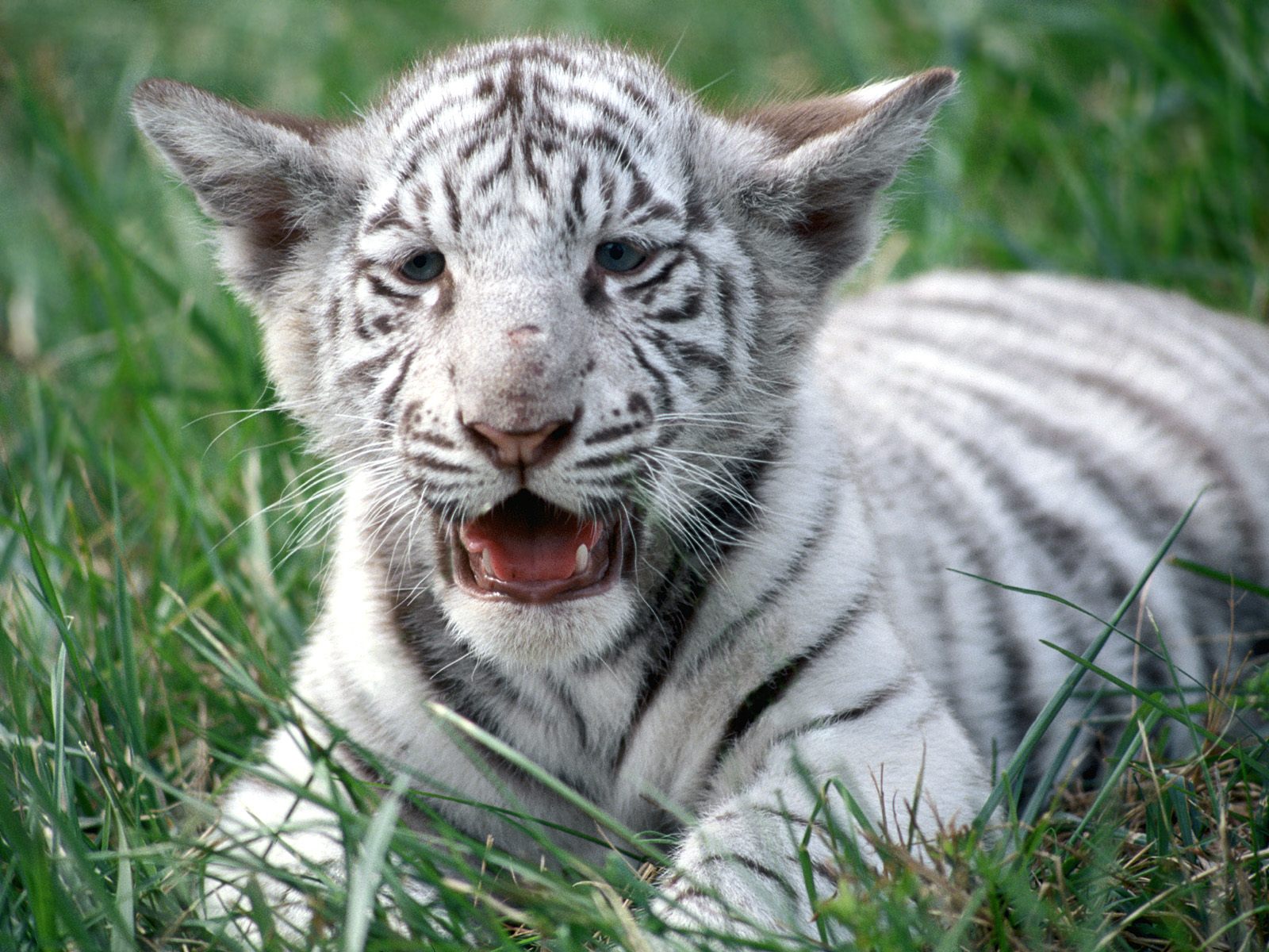 tiger cubs pictures