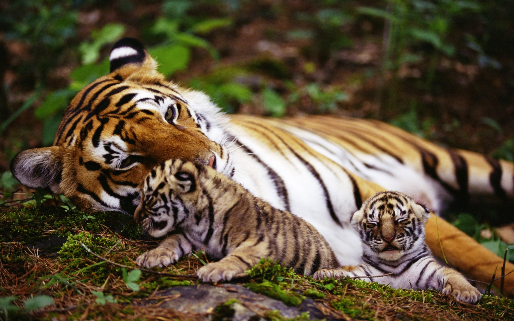 tiger cubs wallpaper dowload